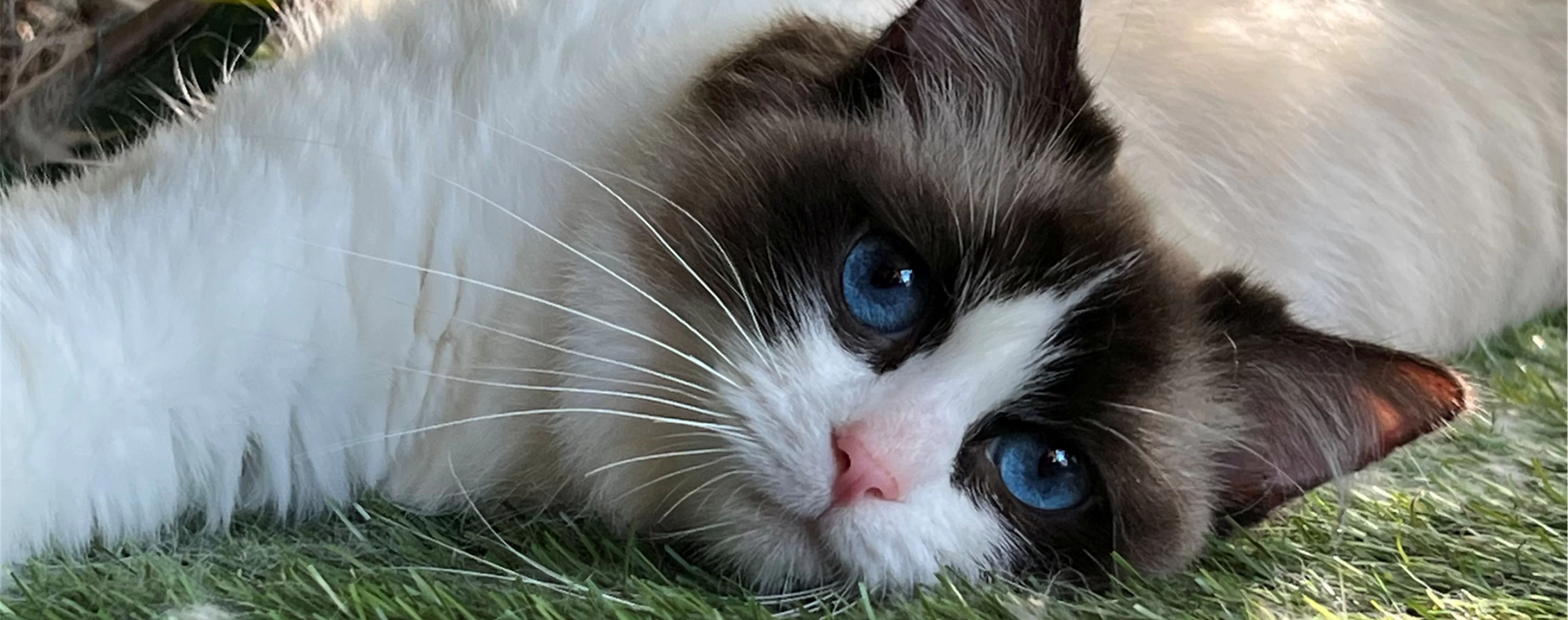 Ragdoll Kitten 1