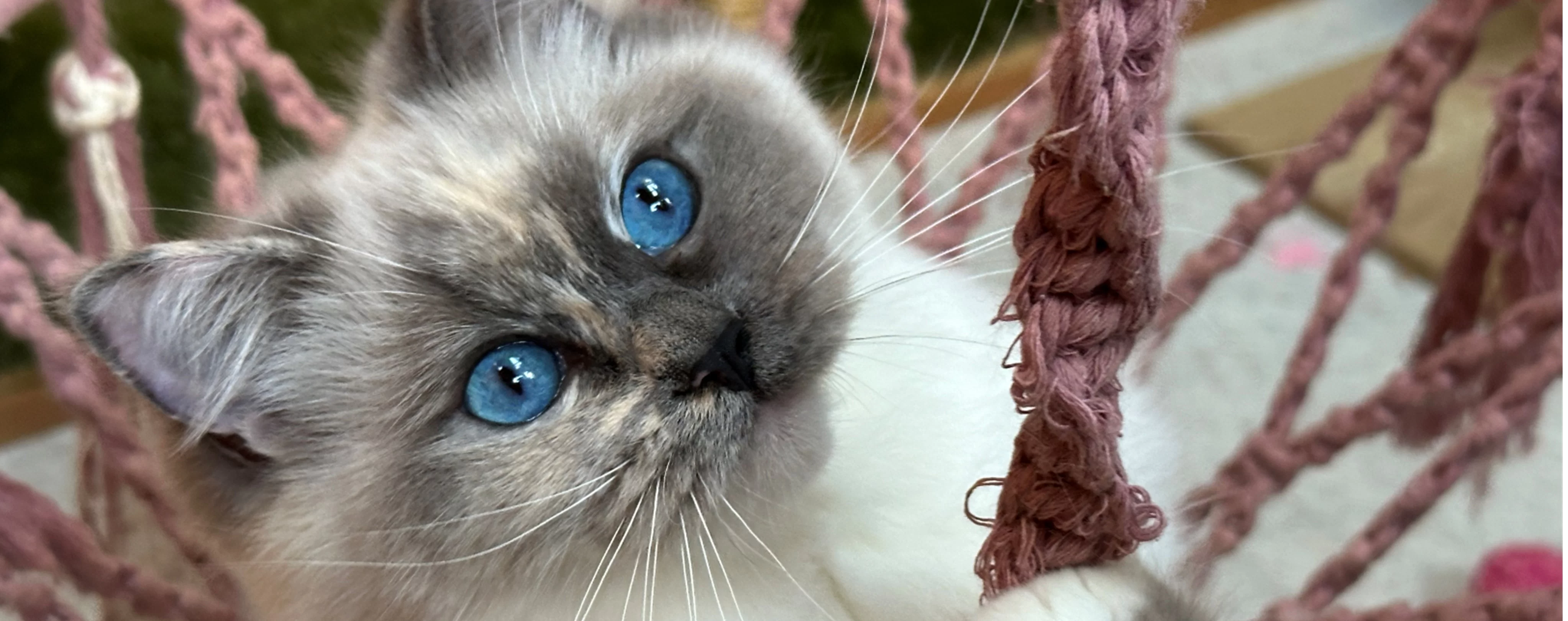 Ragdoll Kitten 3