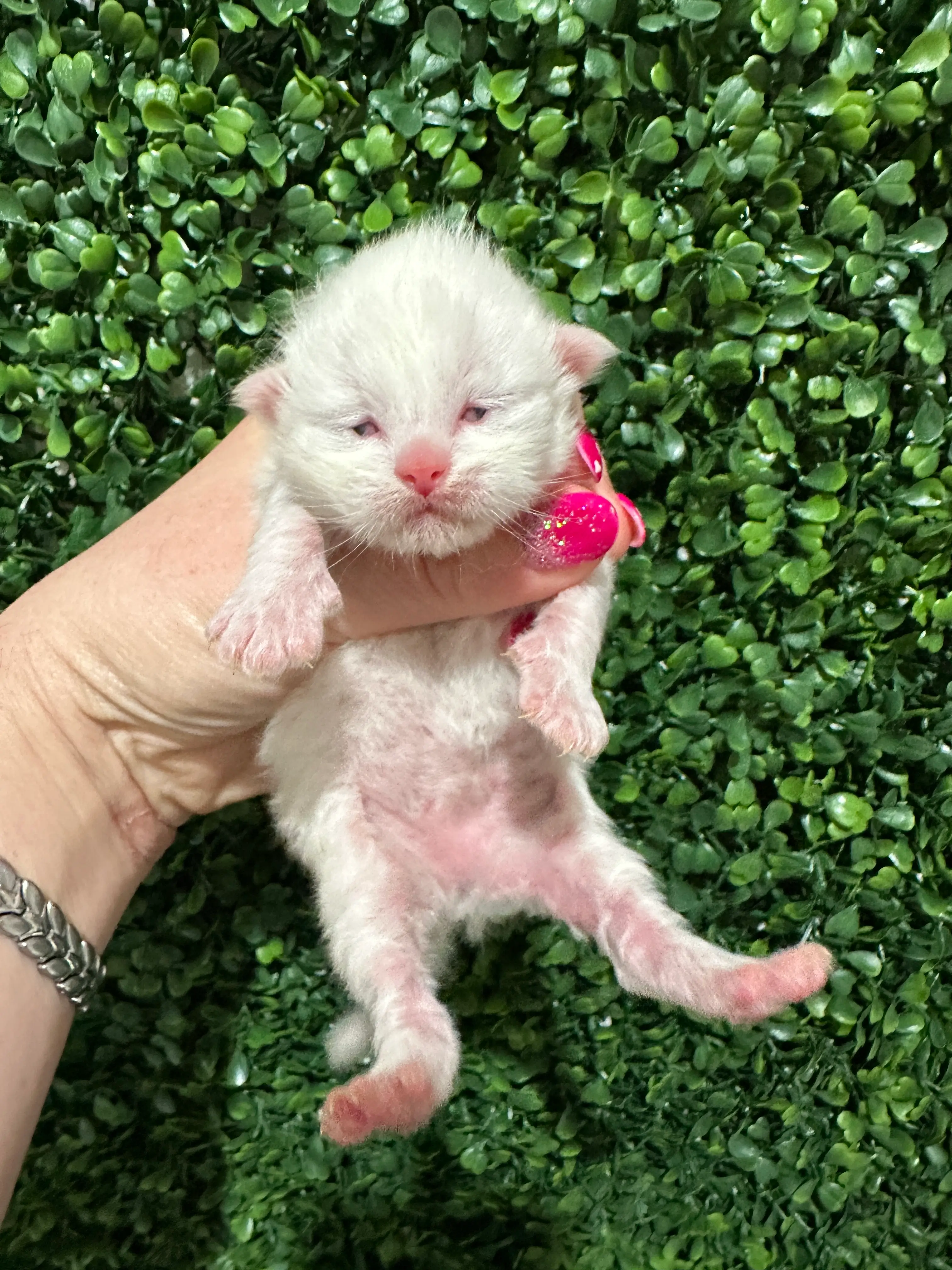 queens gallery image