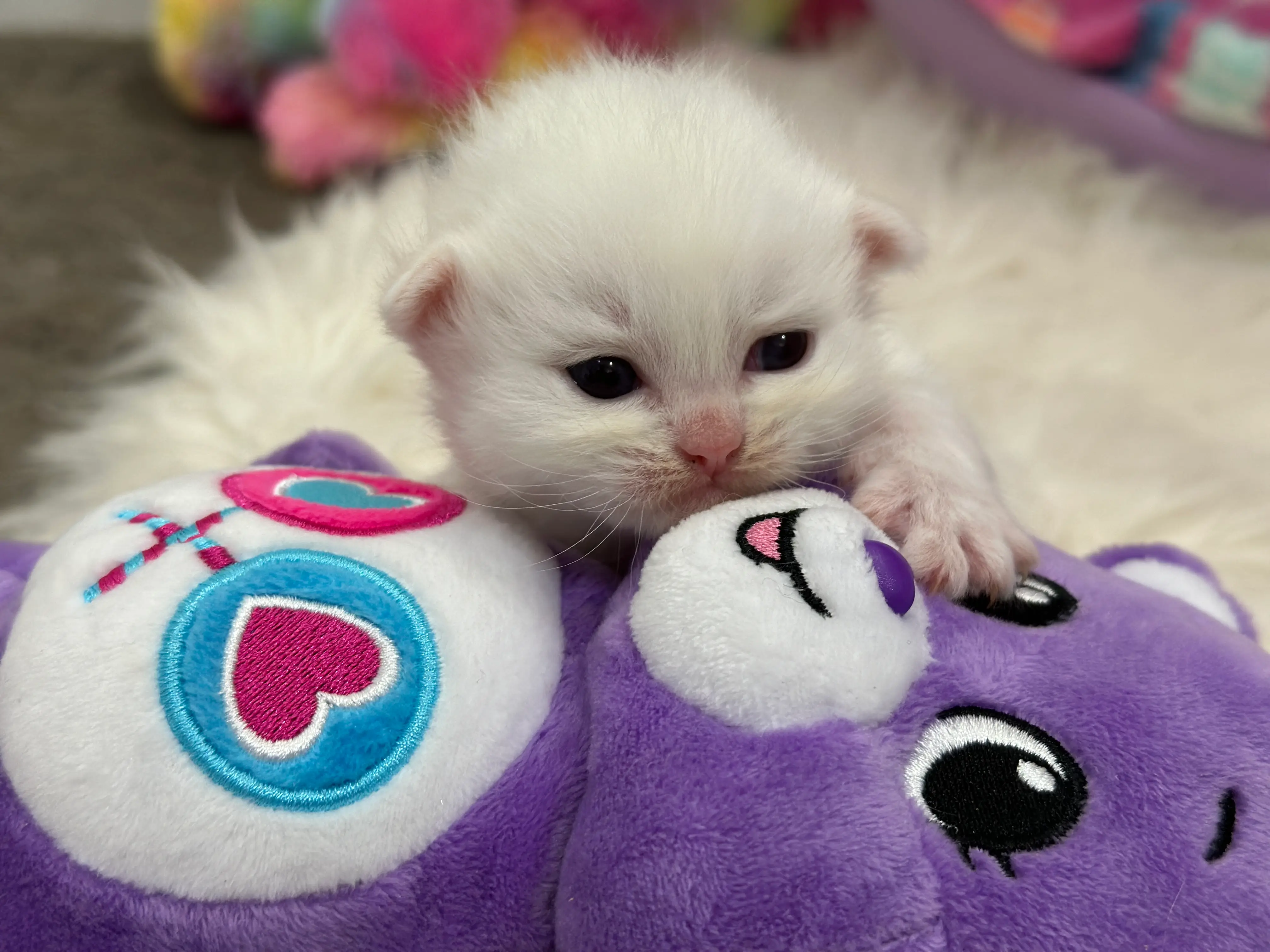 queens gallery image