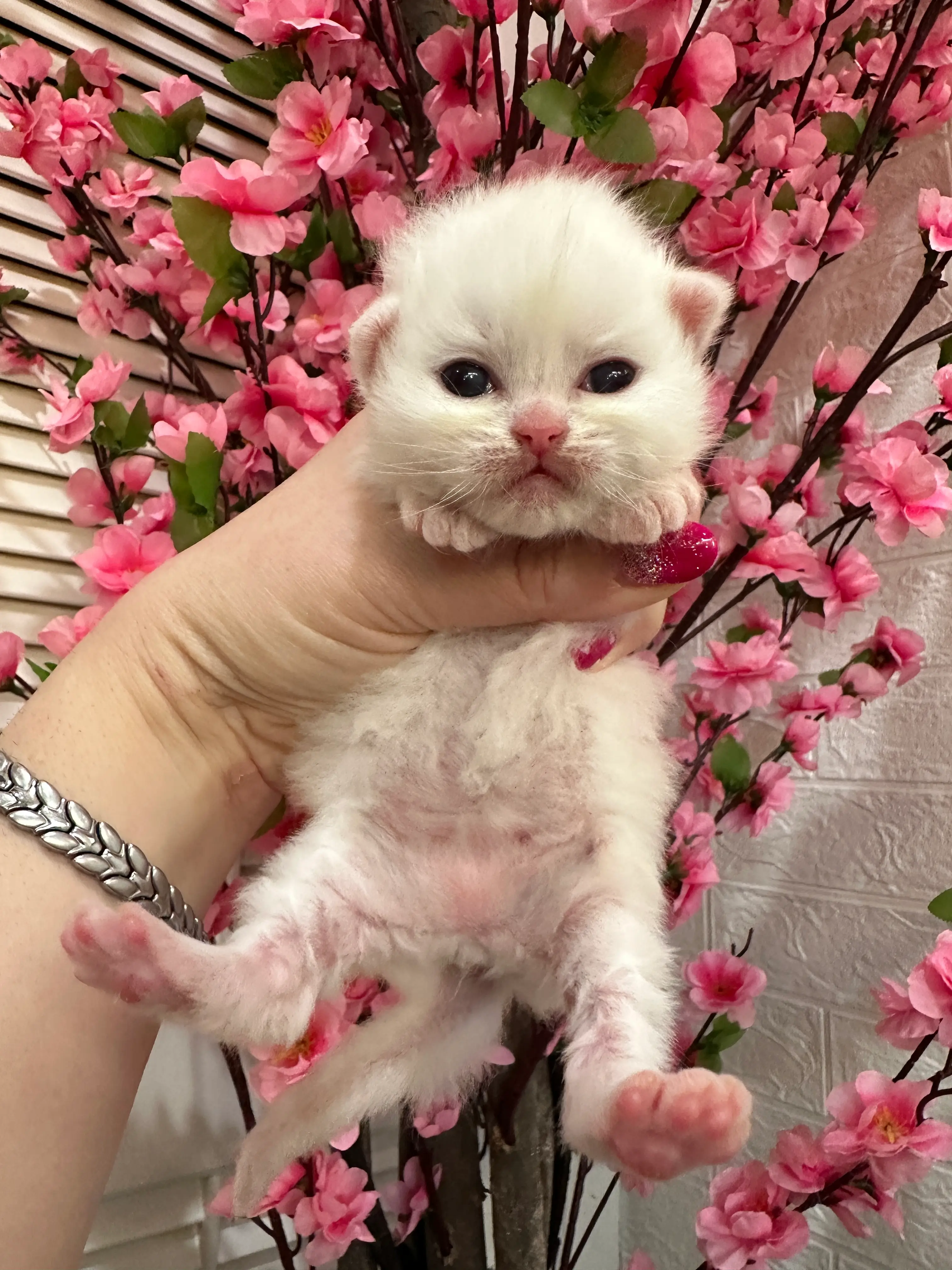 queens gallery image