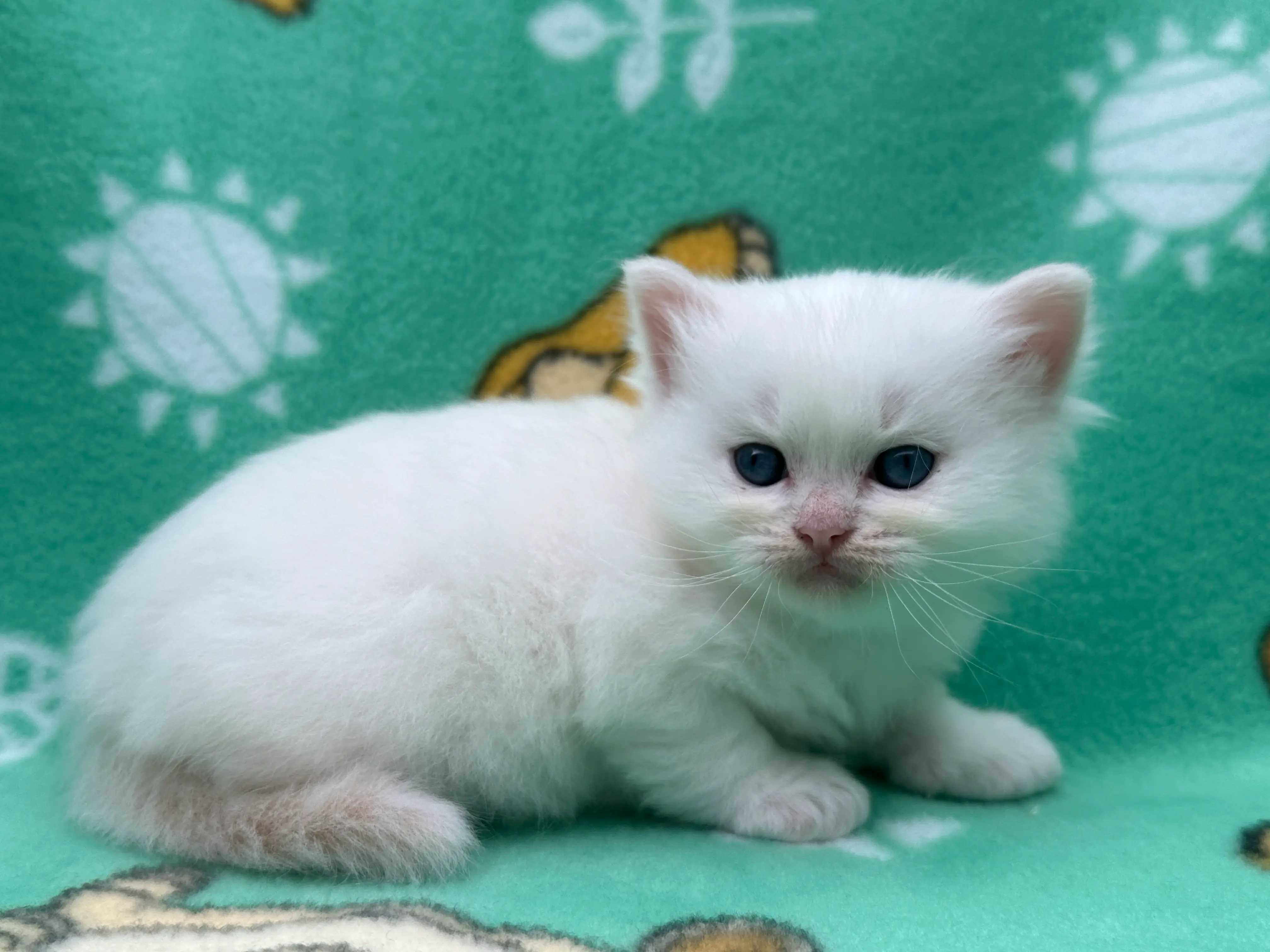 queens gallery image