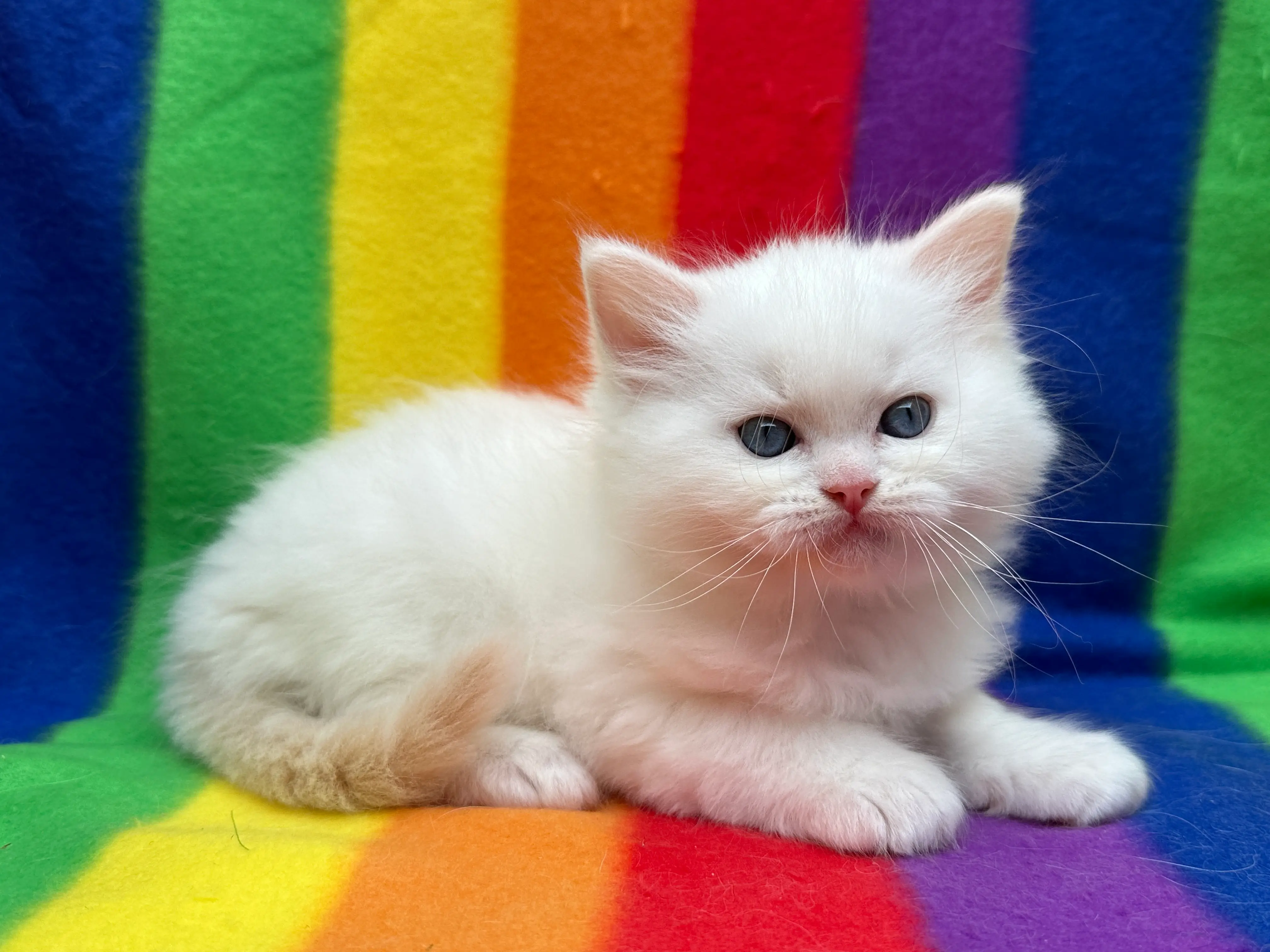 queens gallery image