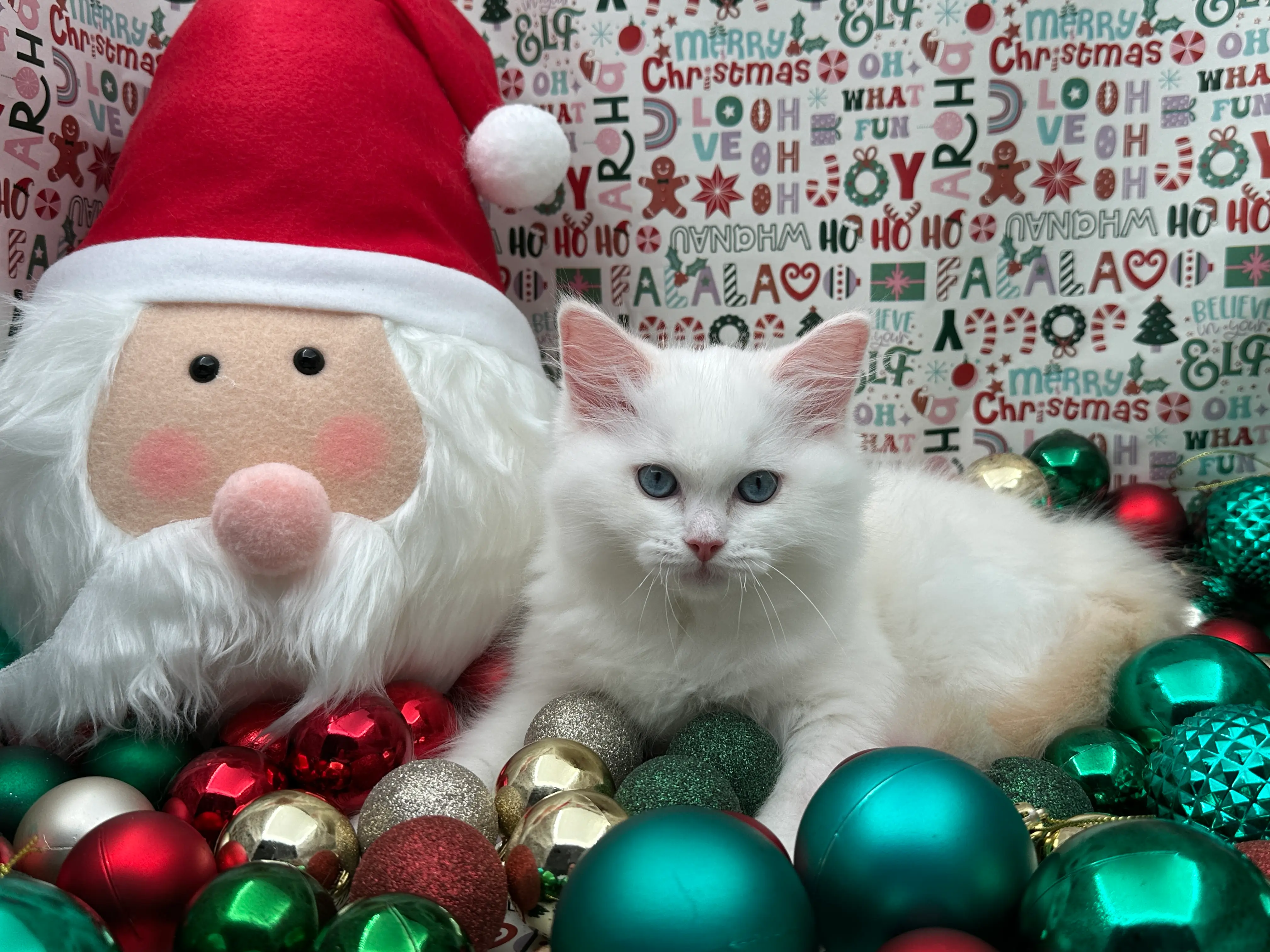 queens gallery image