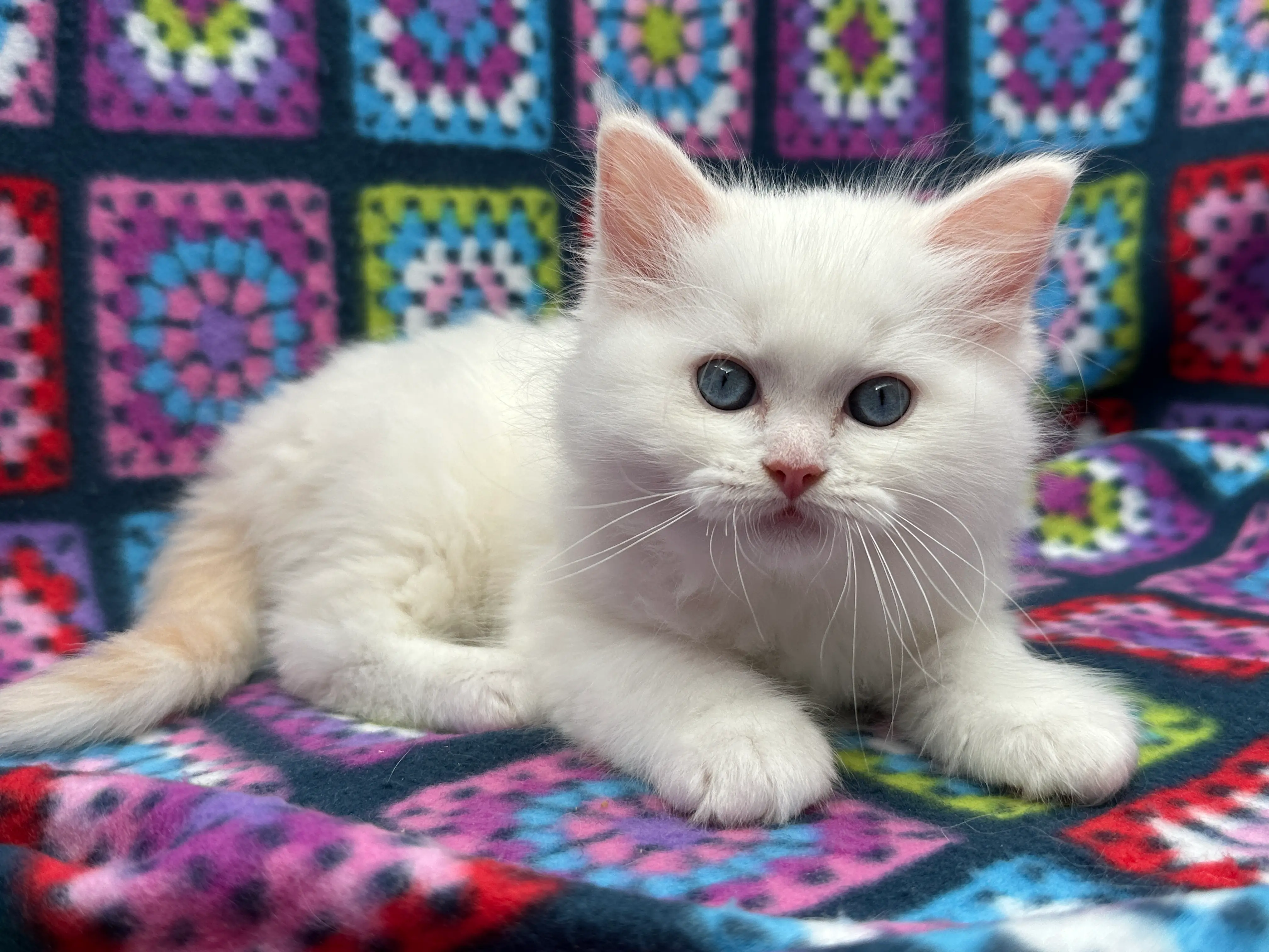 queens gallery image