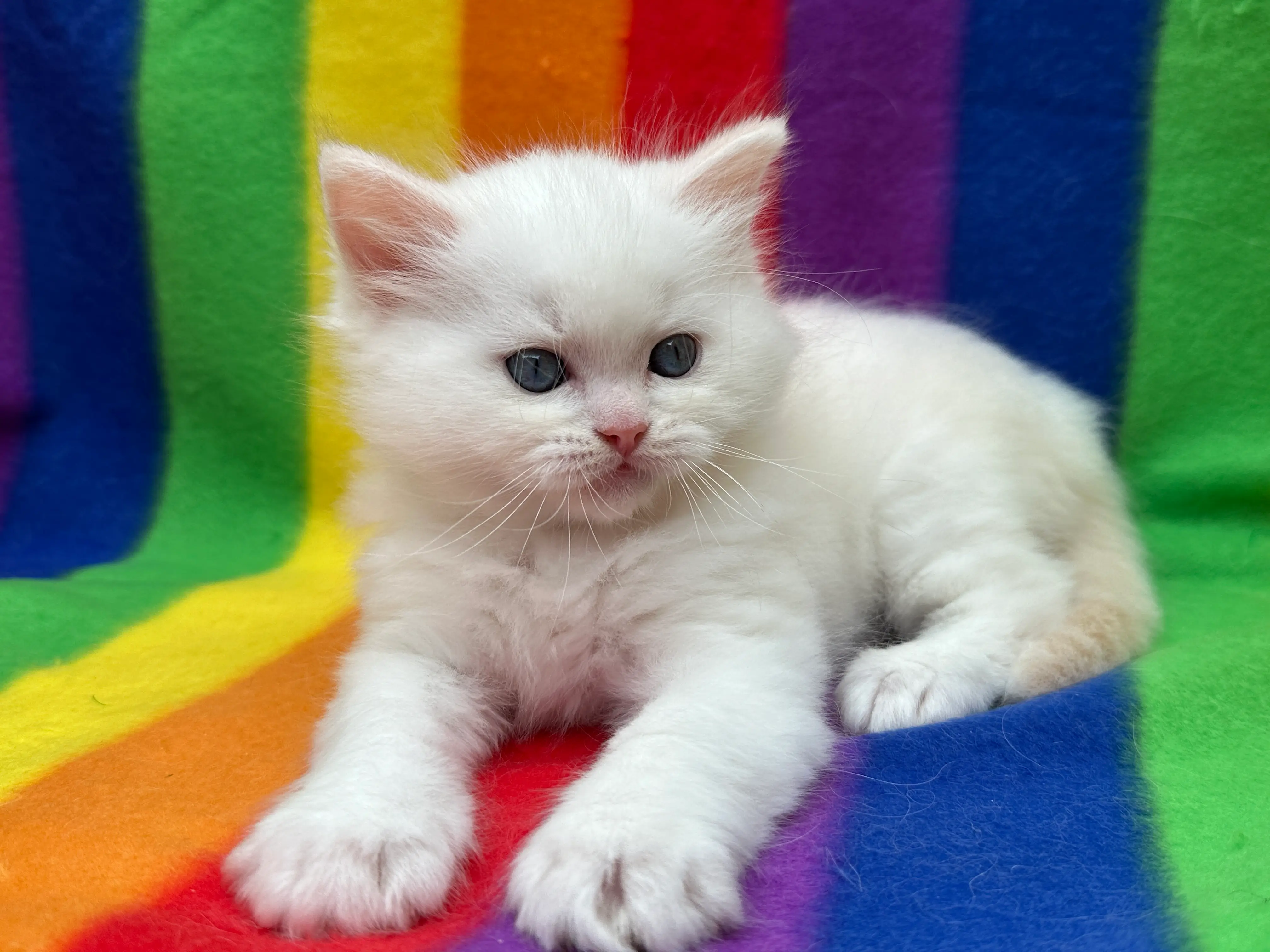 queens gallery image