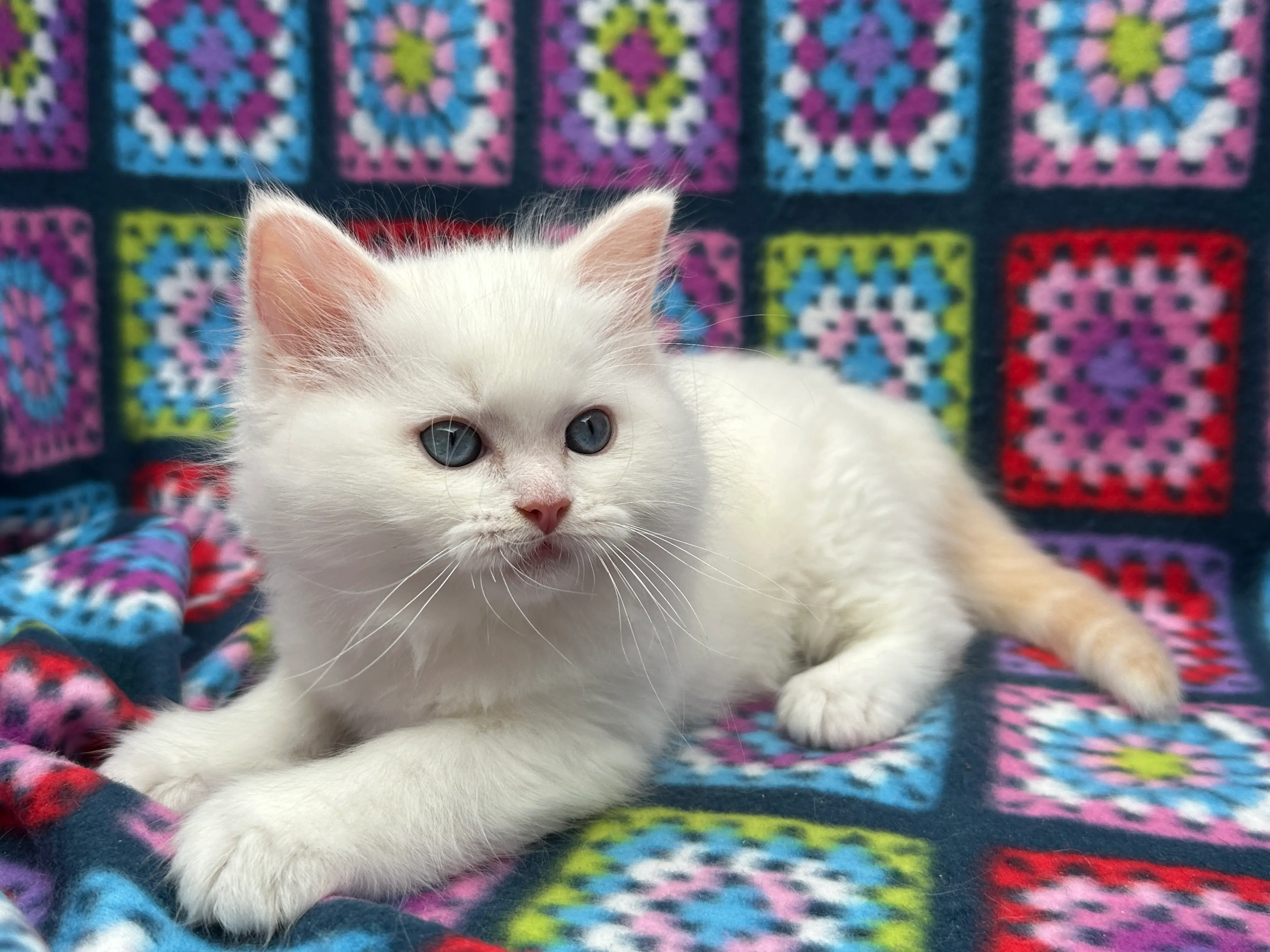 queens gallery image