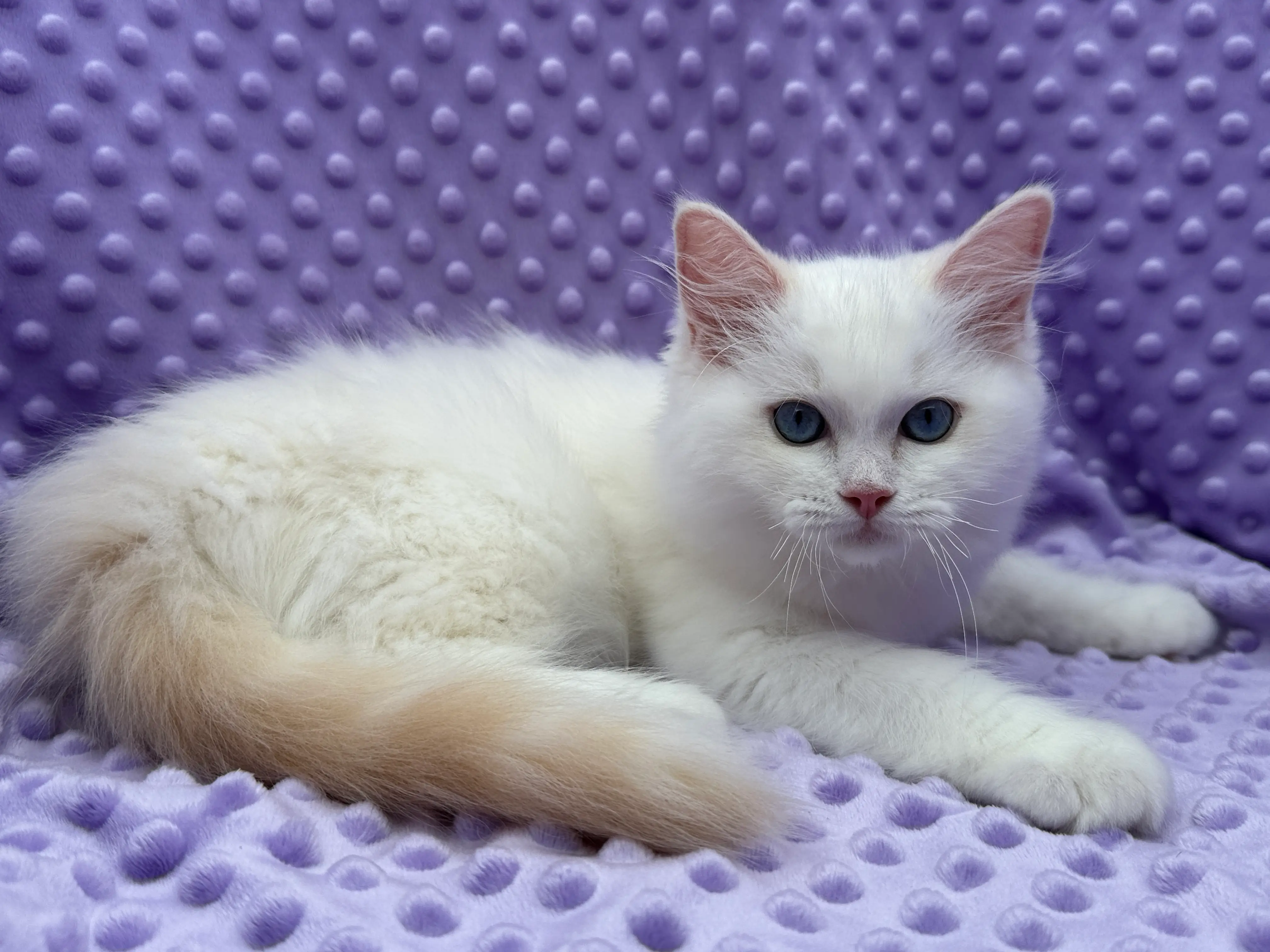 queens gallery image