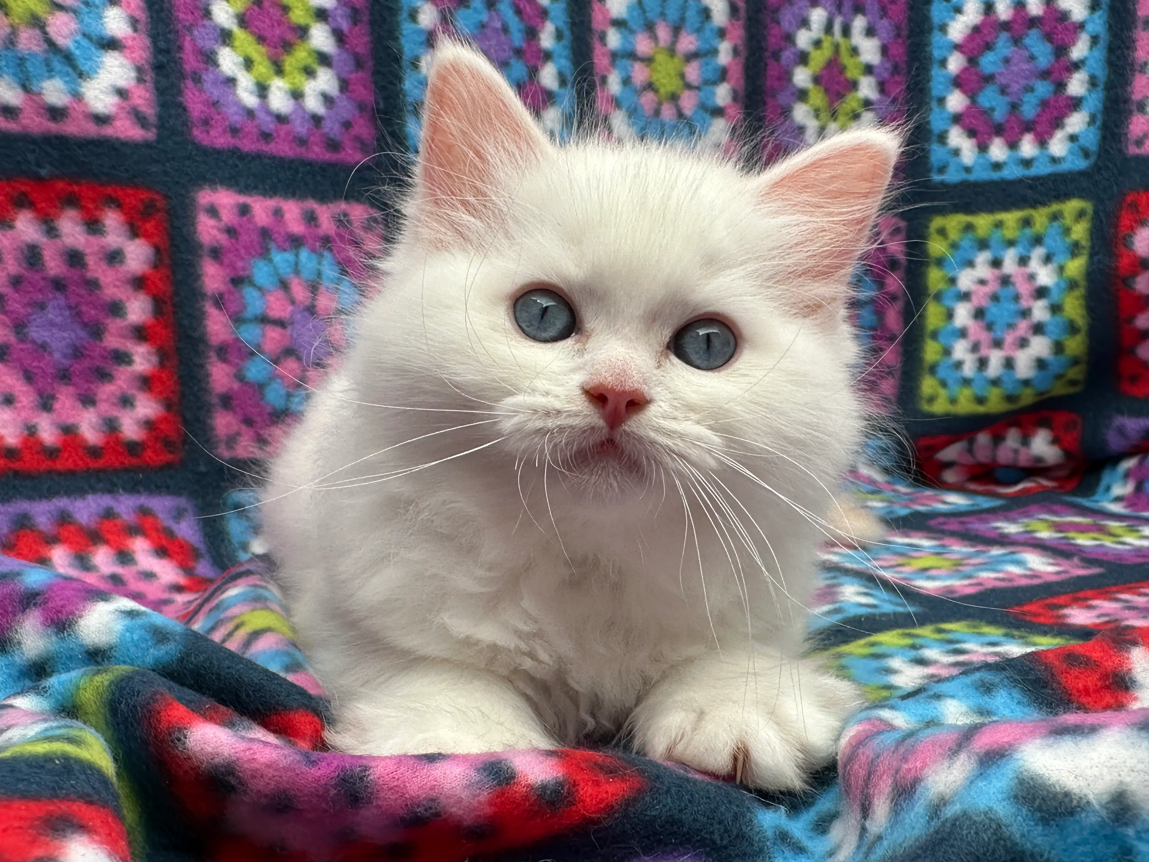 queens gallery image