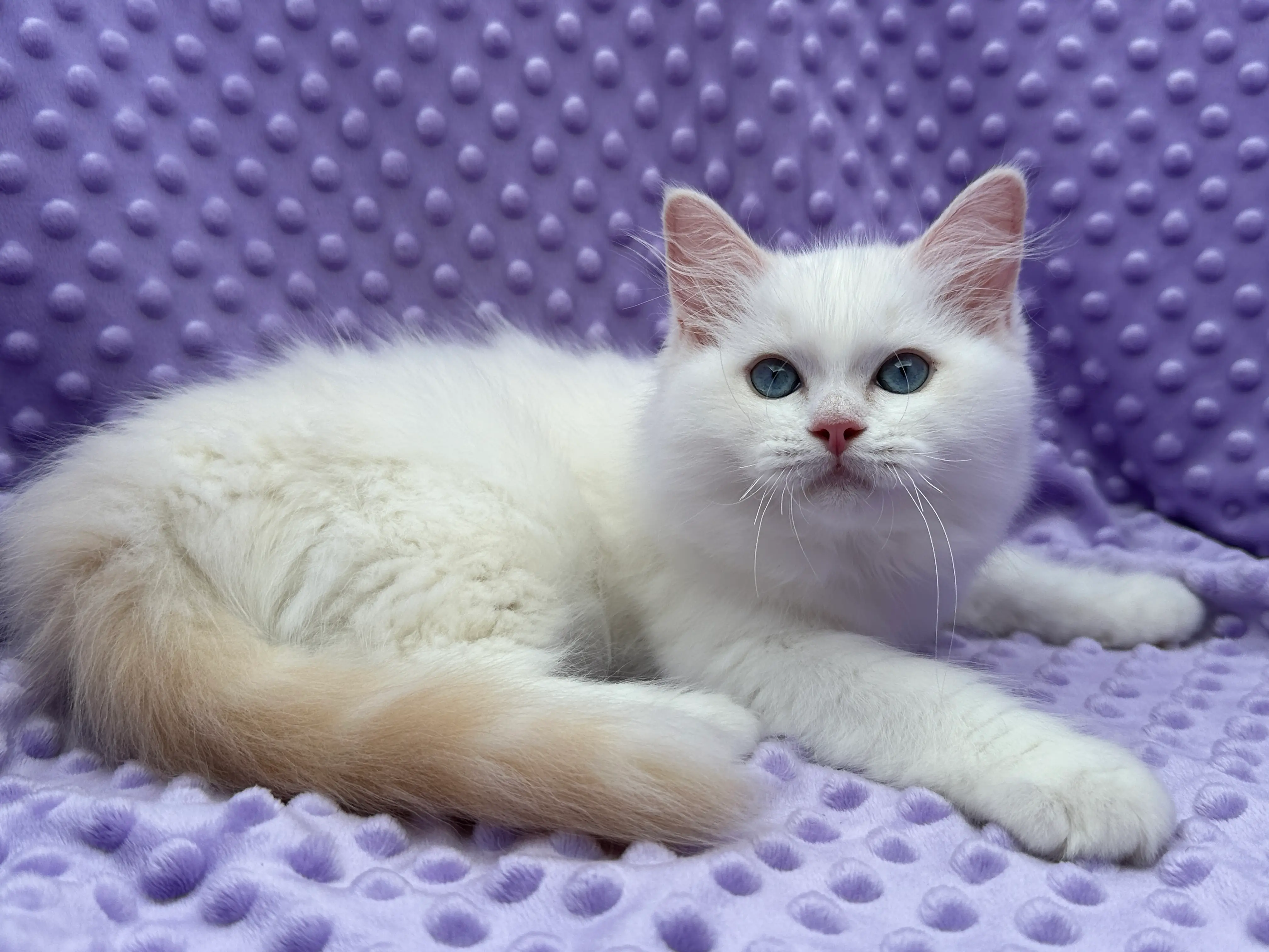 queens gallery image