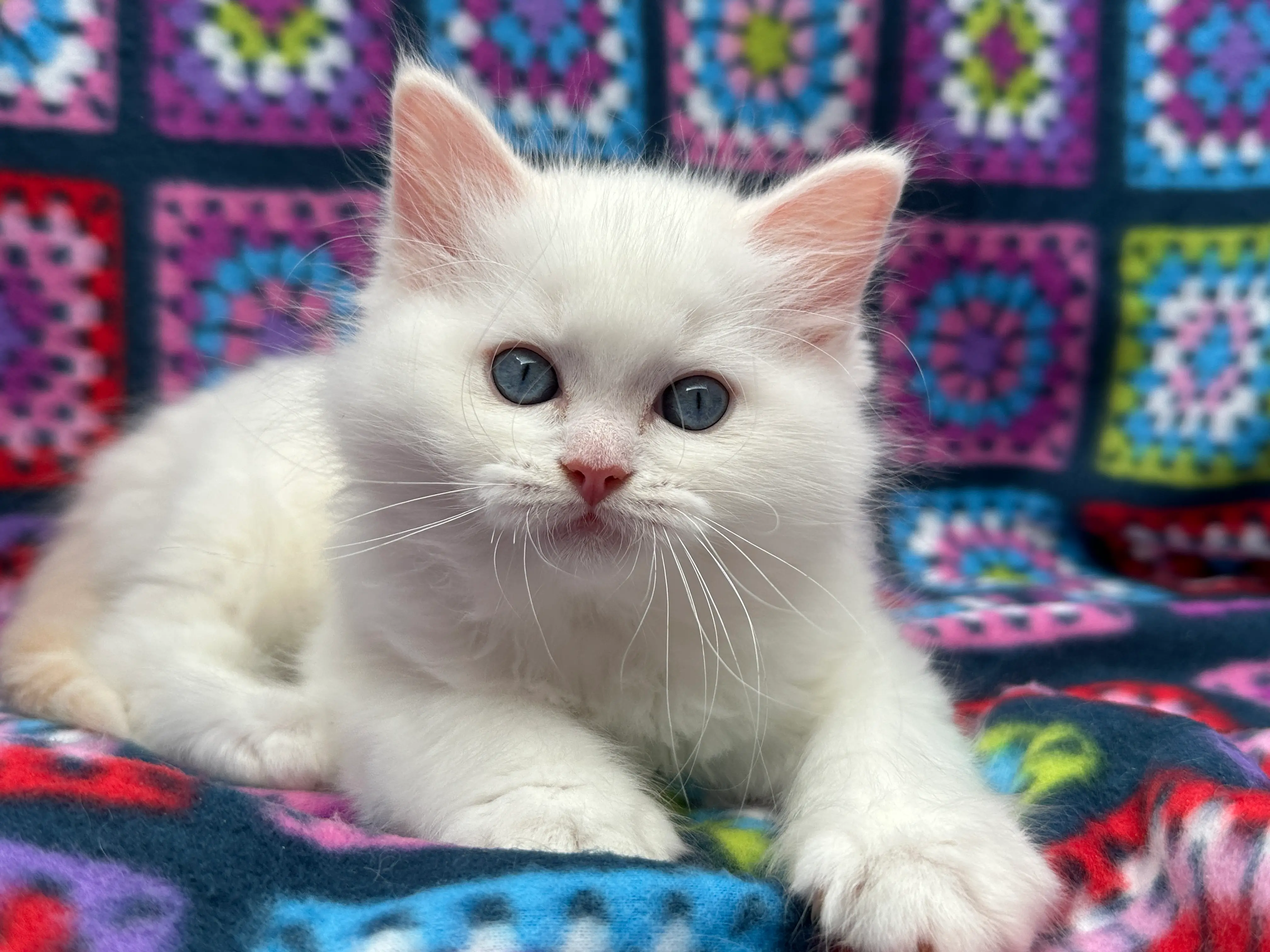 queens gallery image