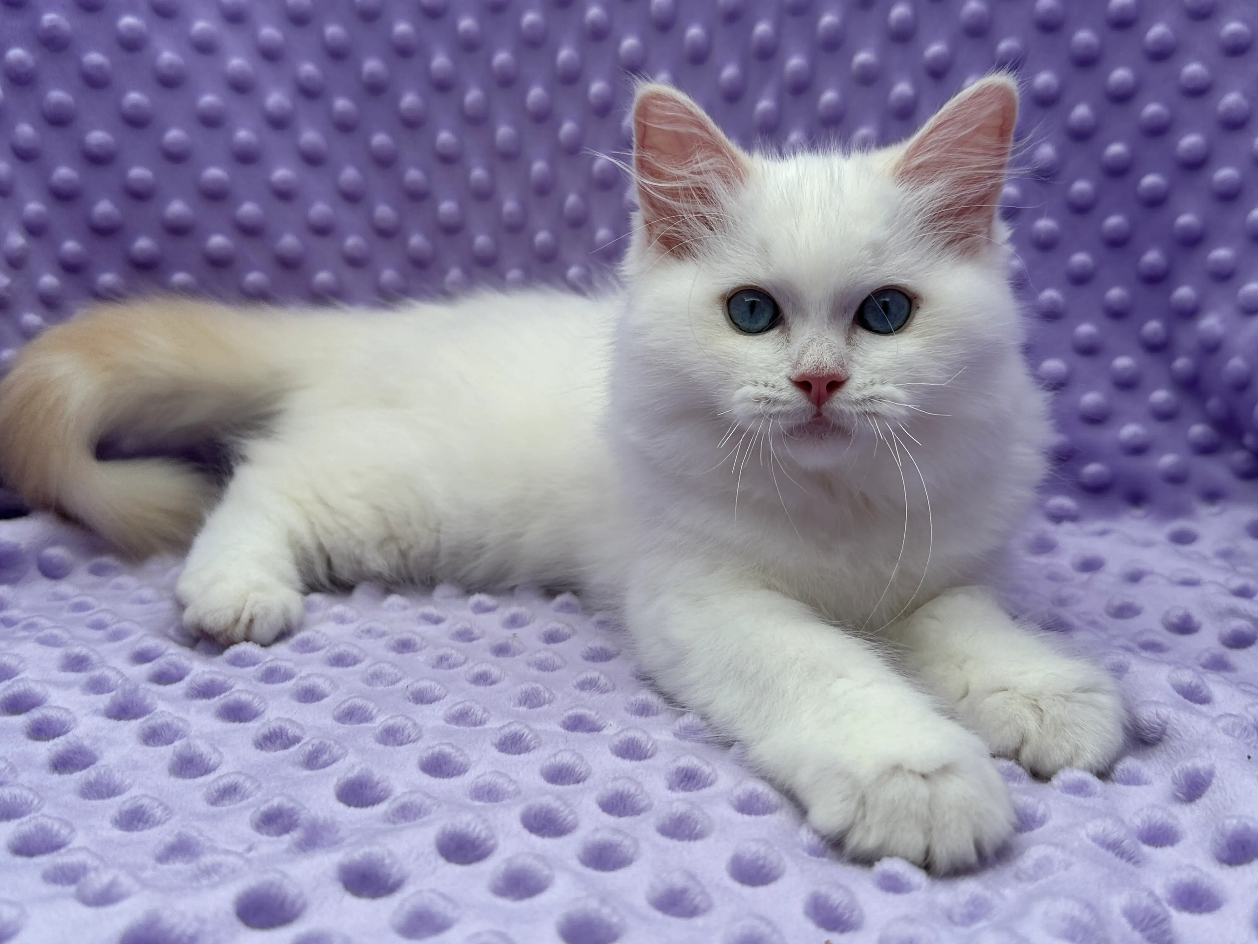 queens gallery image