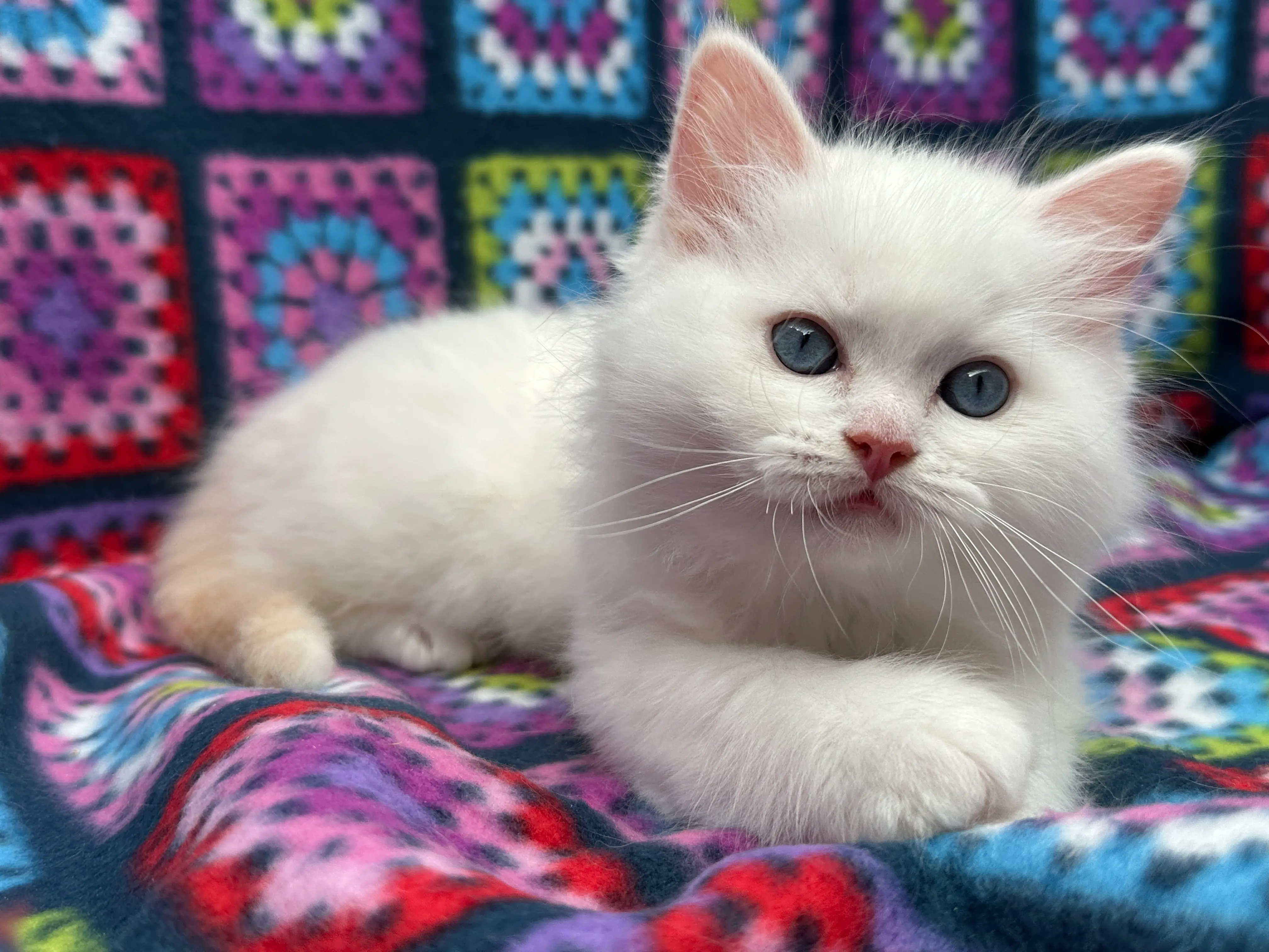 queens gallery image