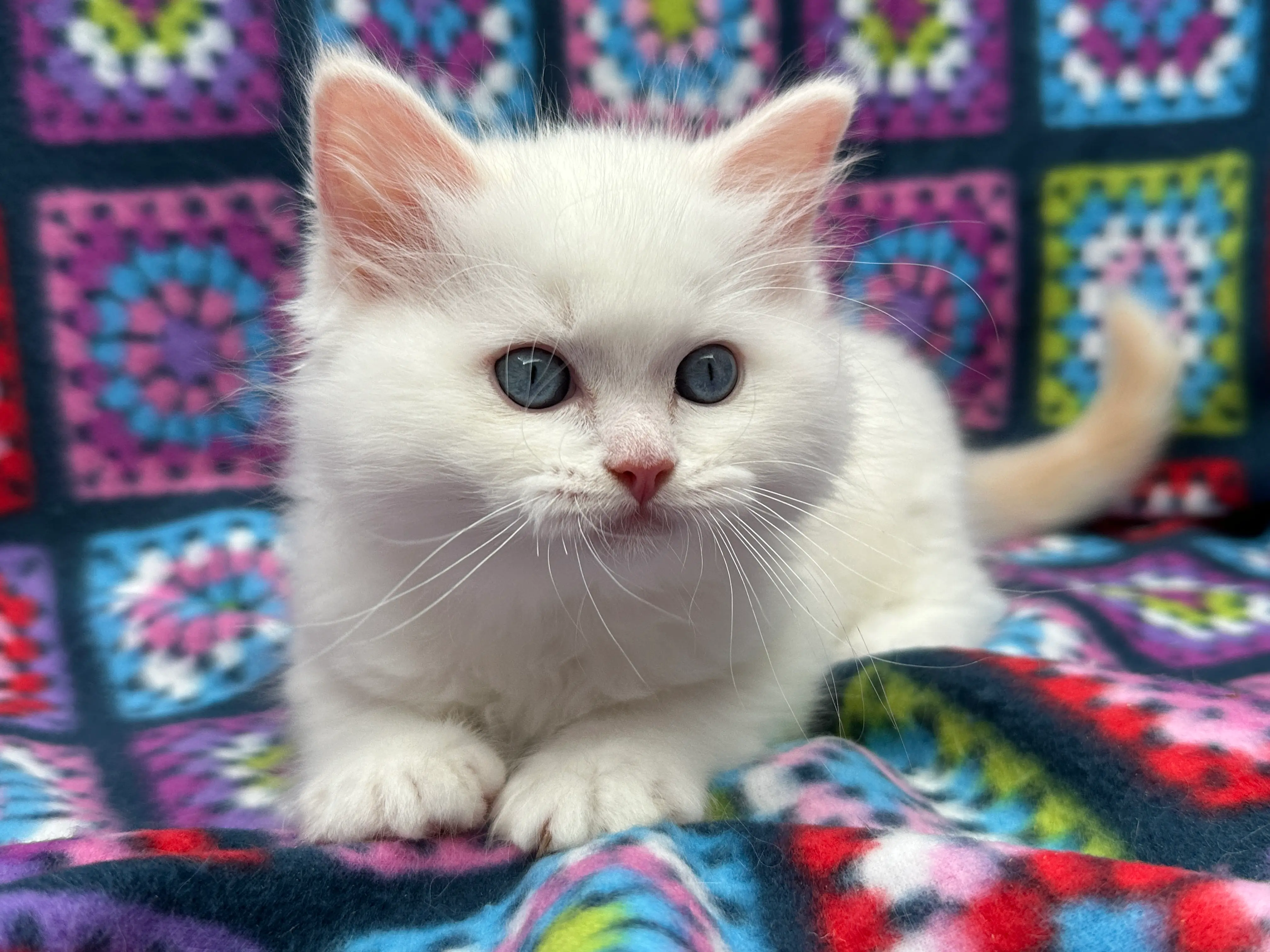 queens gallery image