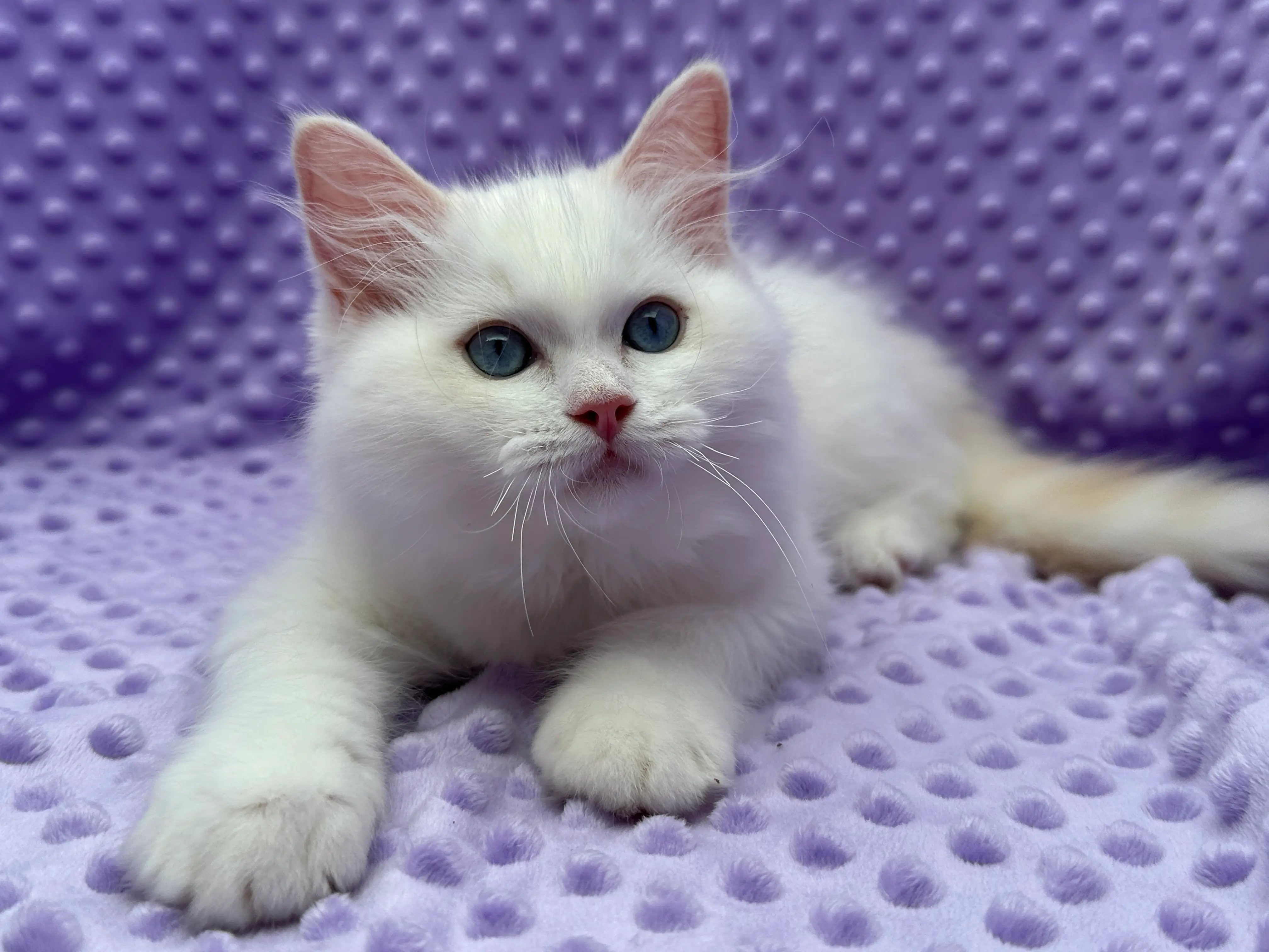 queens gallery image