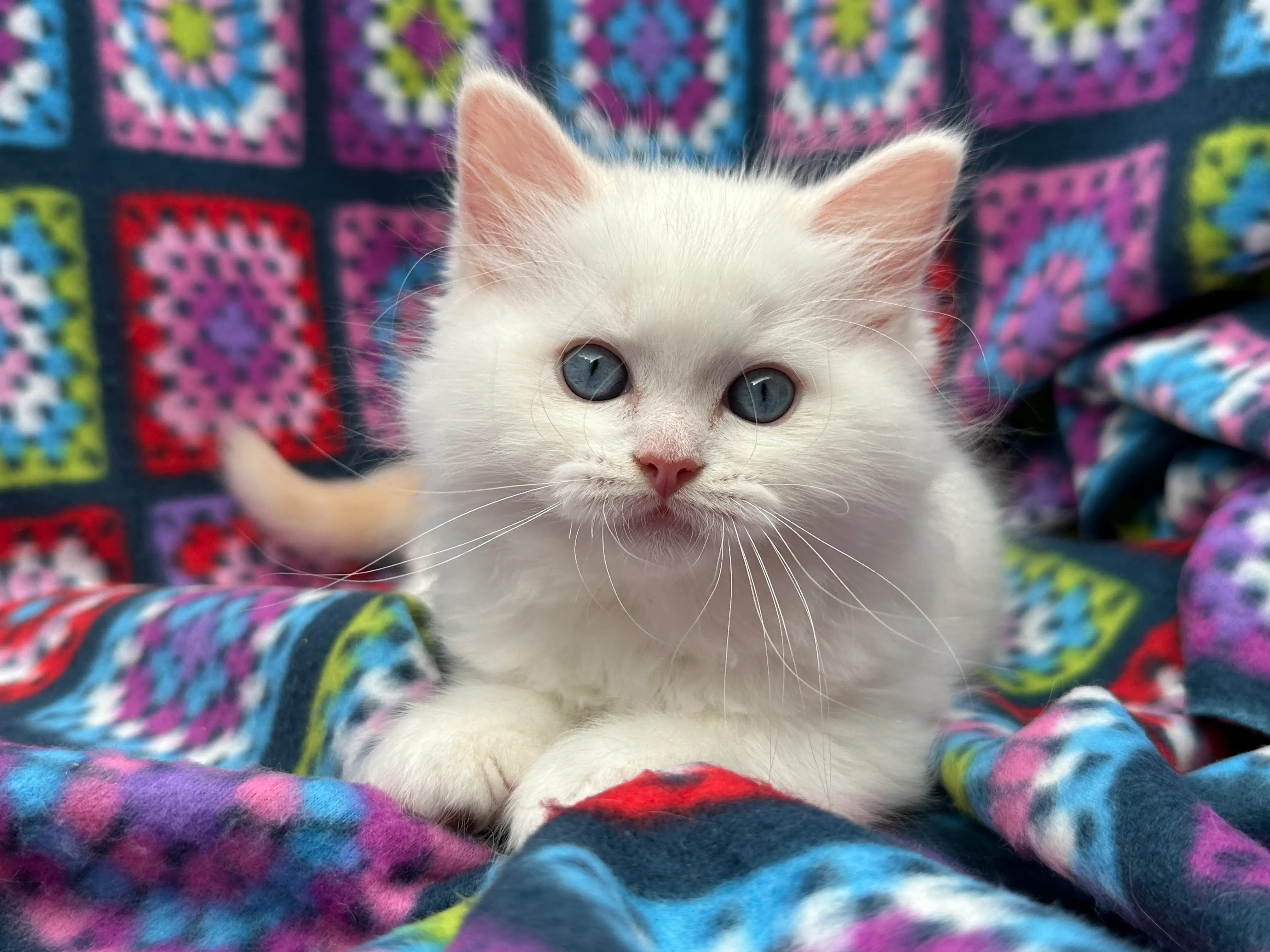 queens gallery image