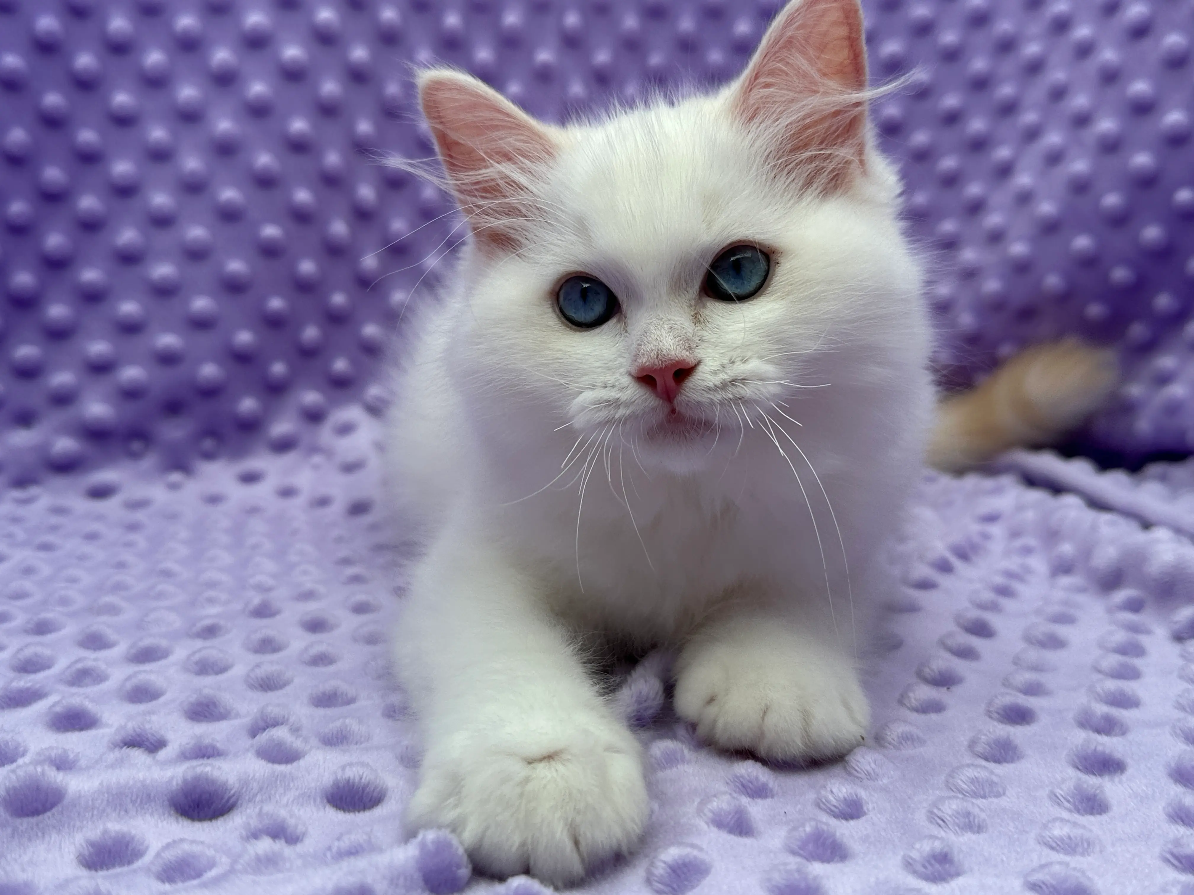 queens gallery image