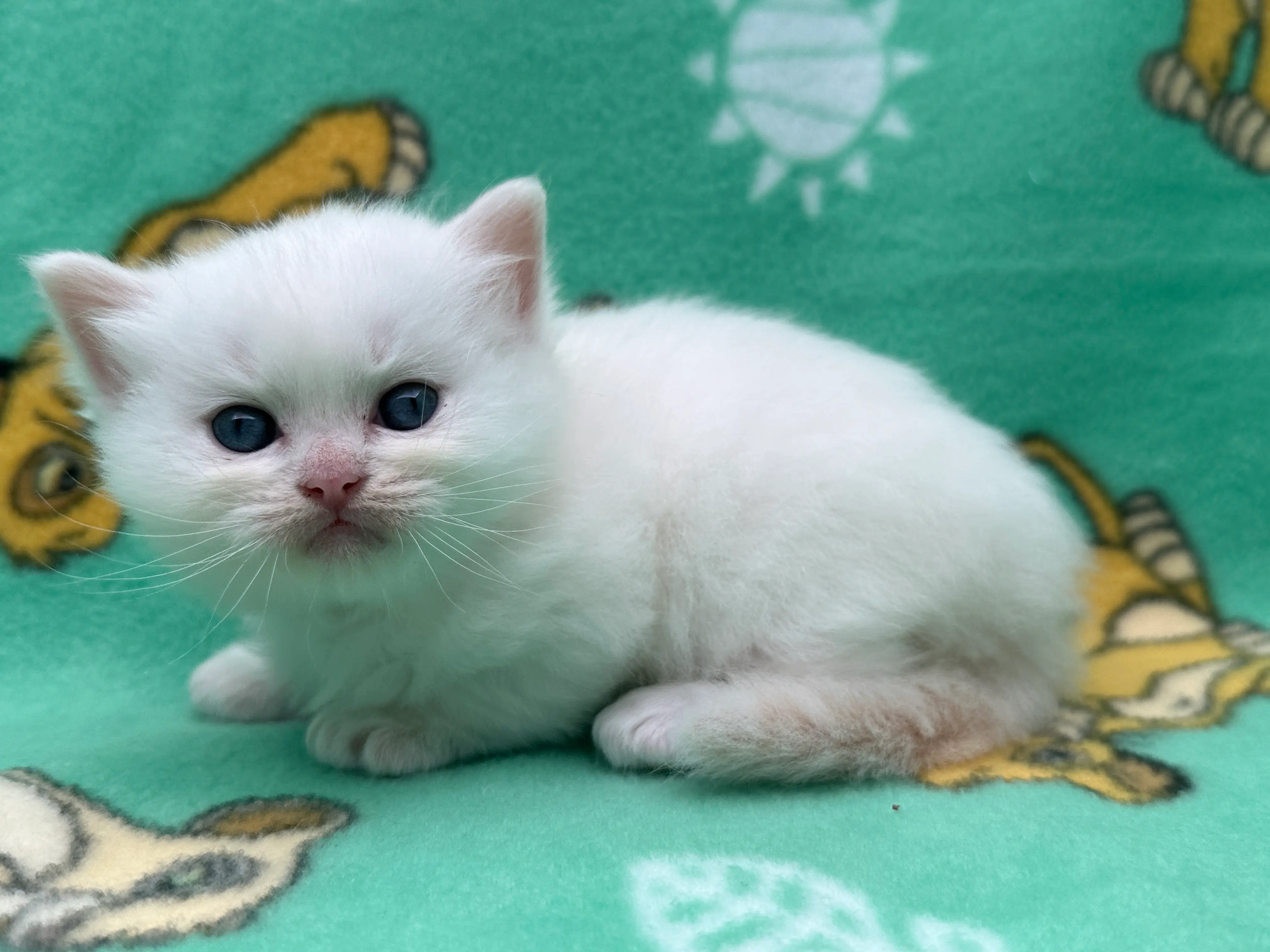 queens gallery image