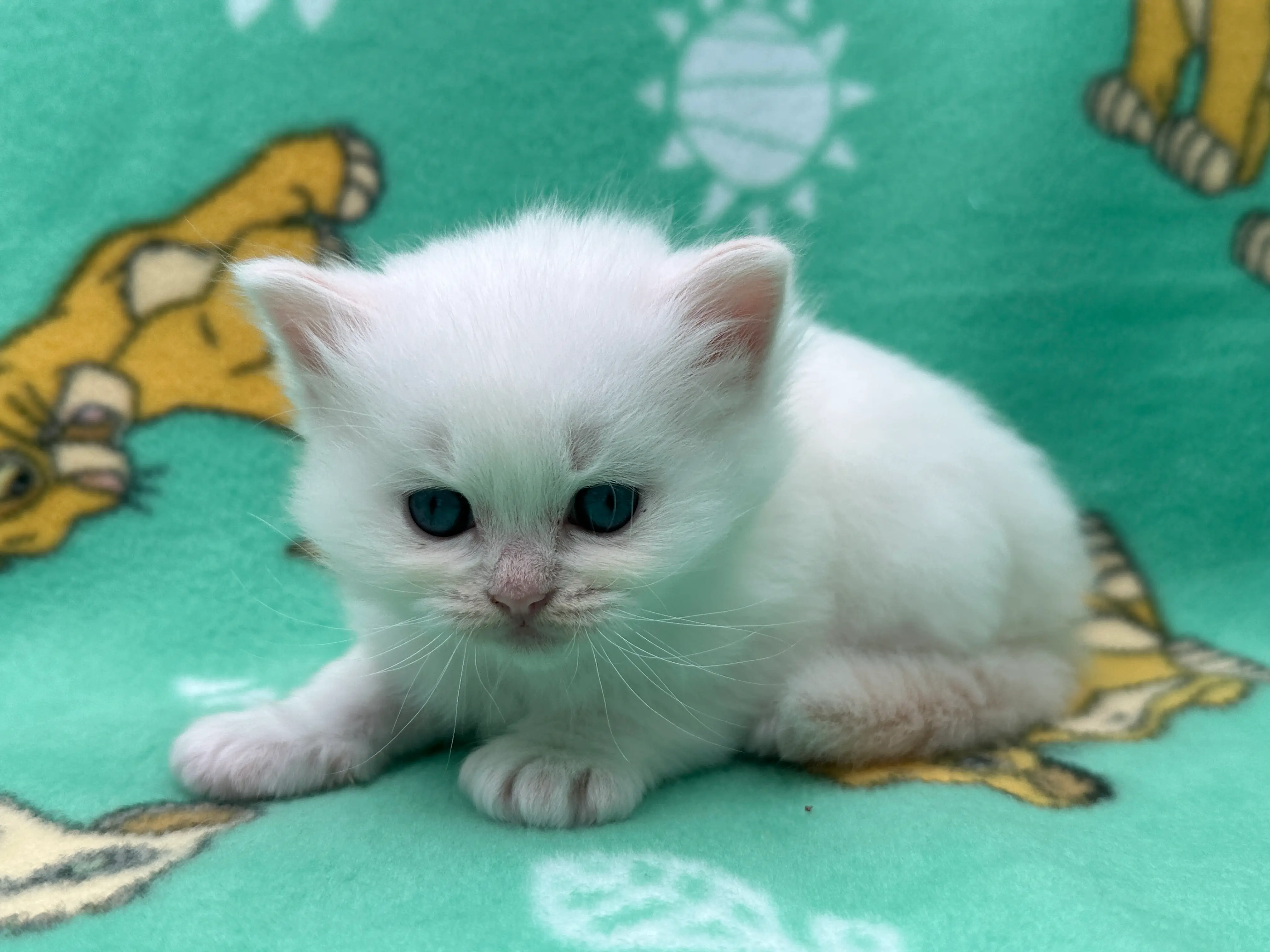 queens gallery image