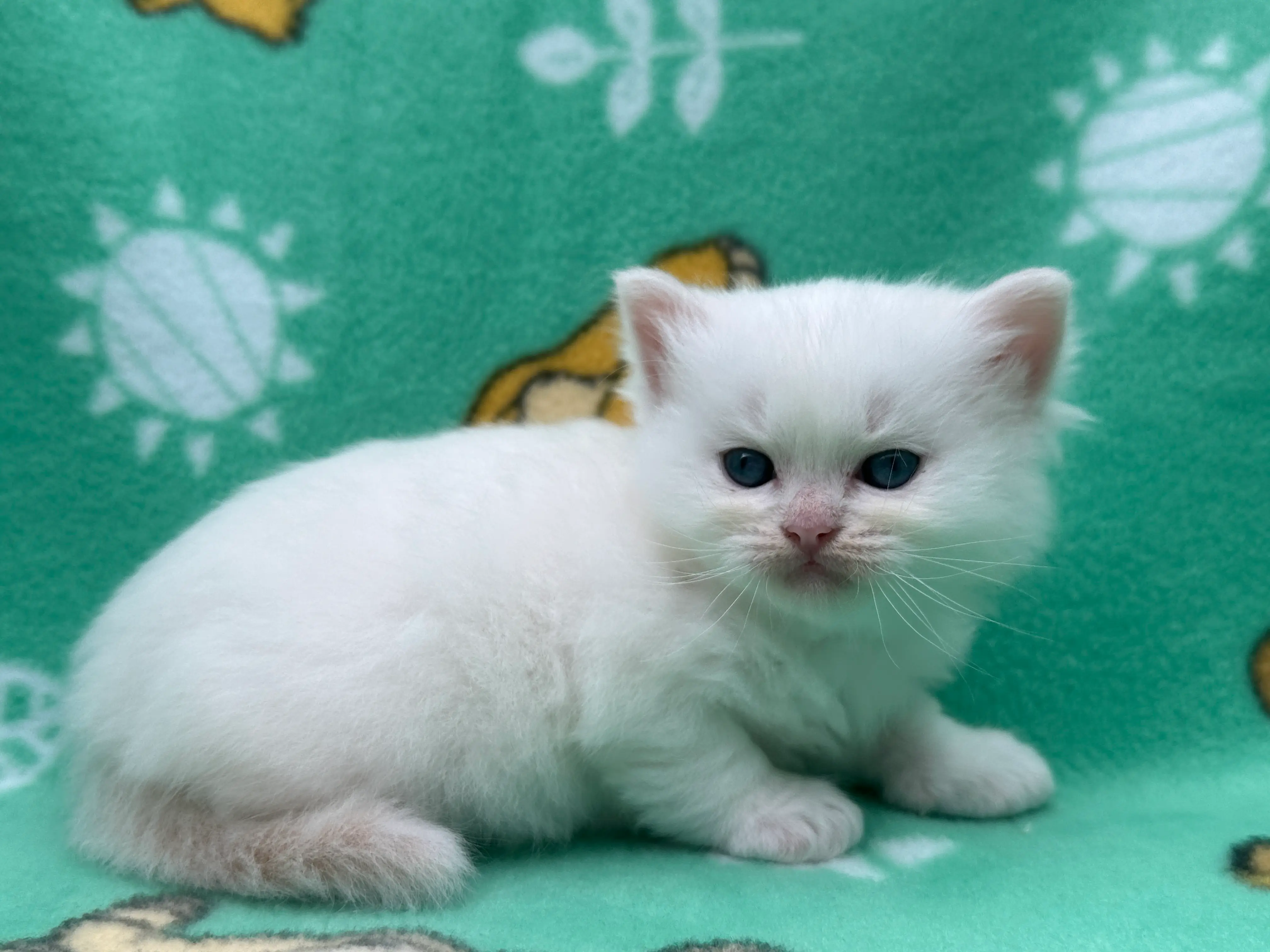 queens gallery image