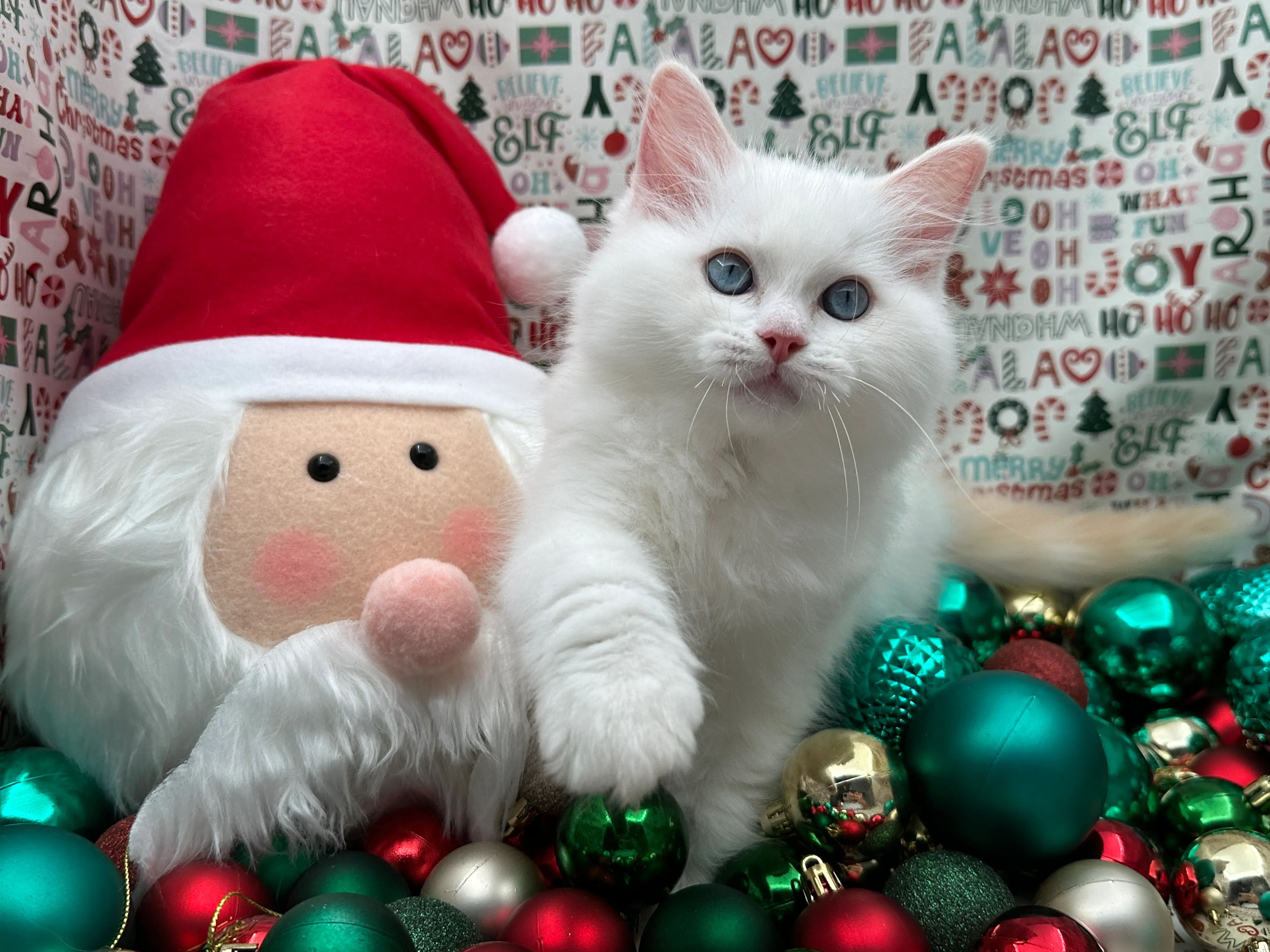 queens gallery image