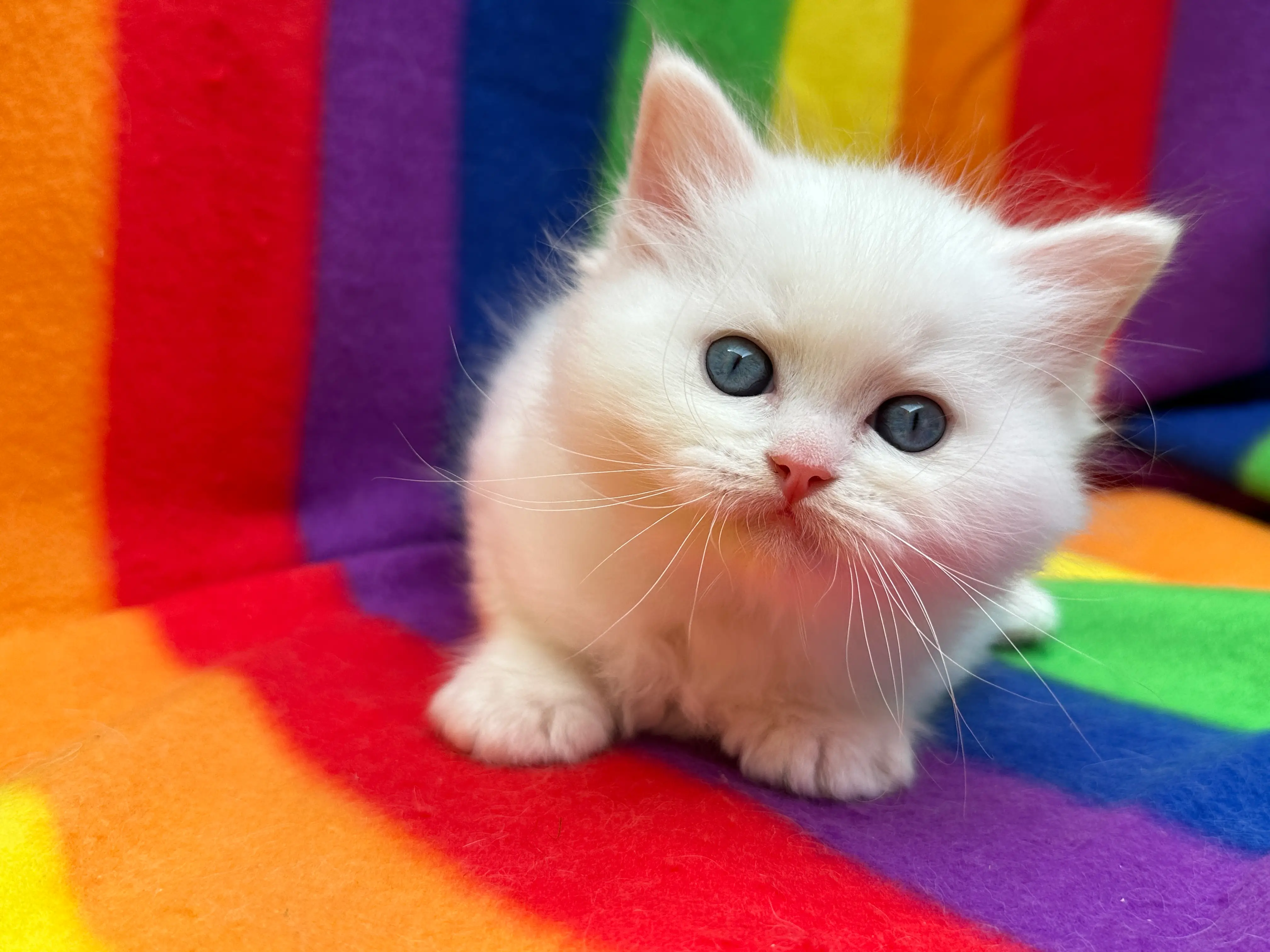 queens gallery image