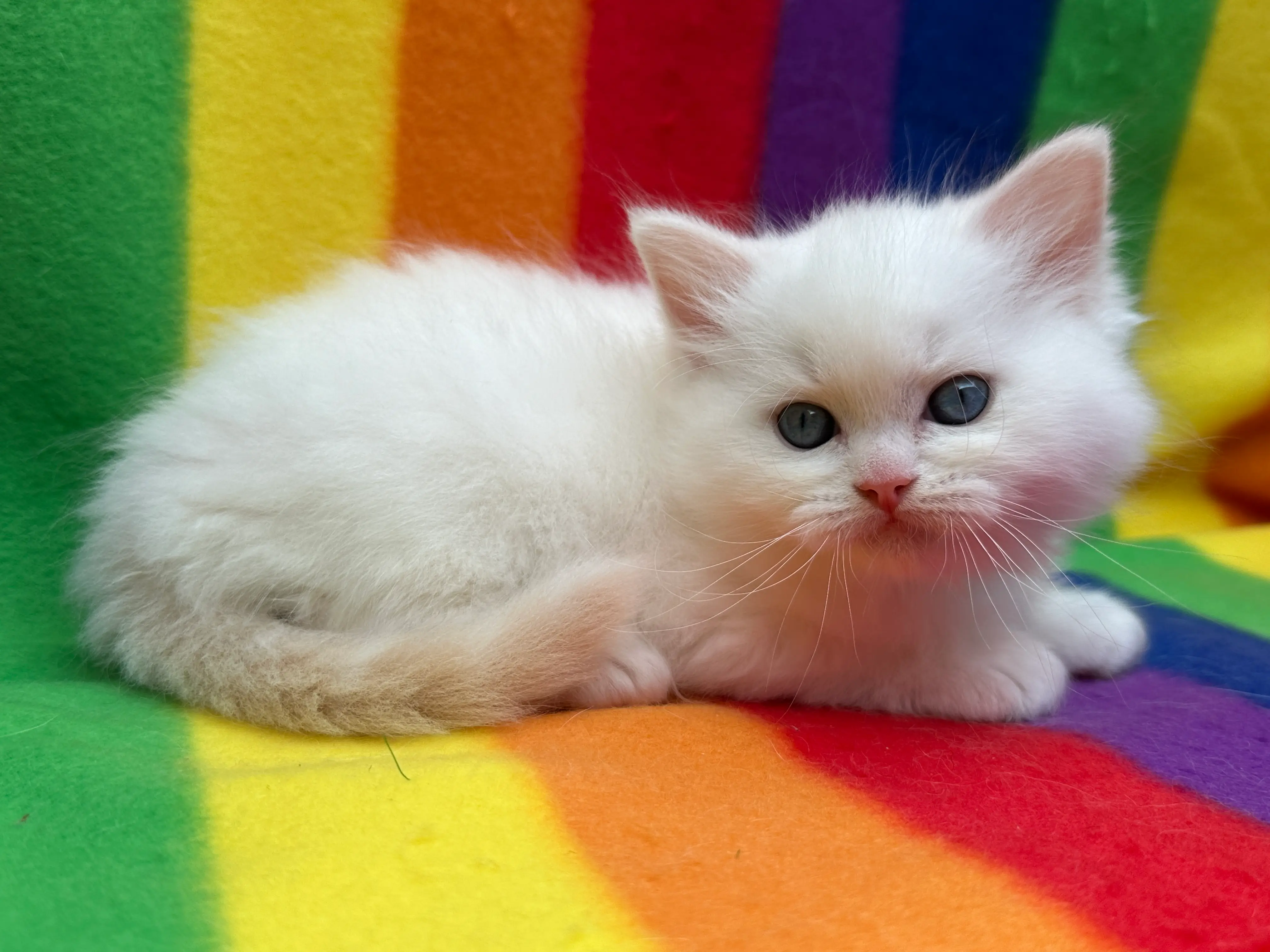 queens gallery image