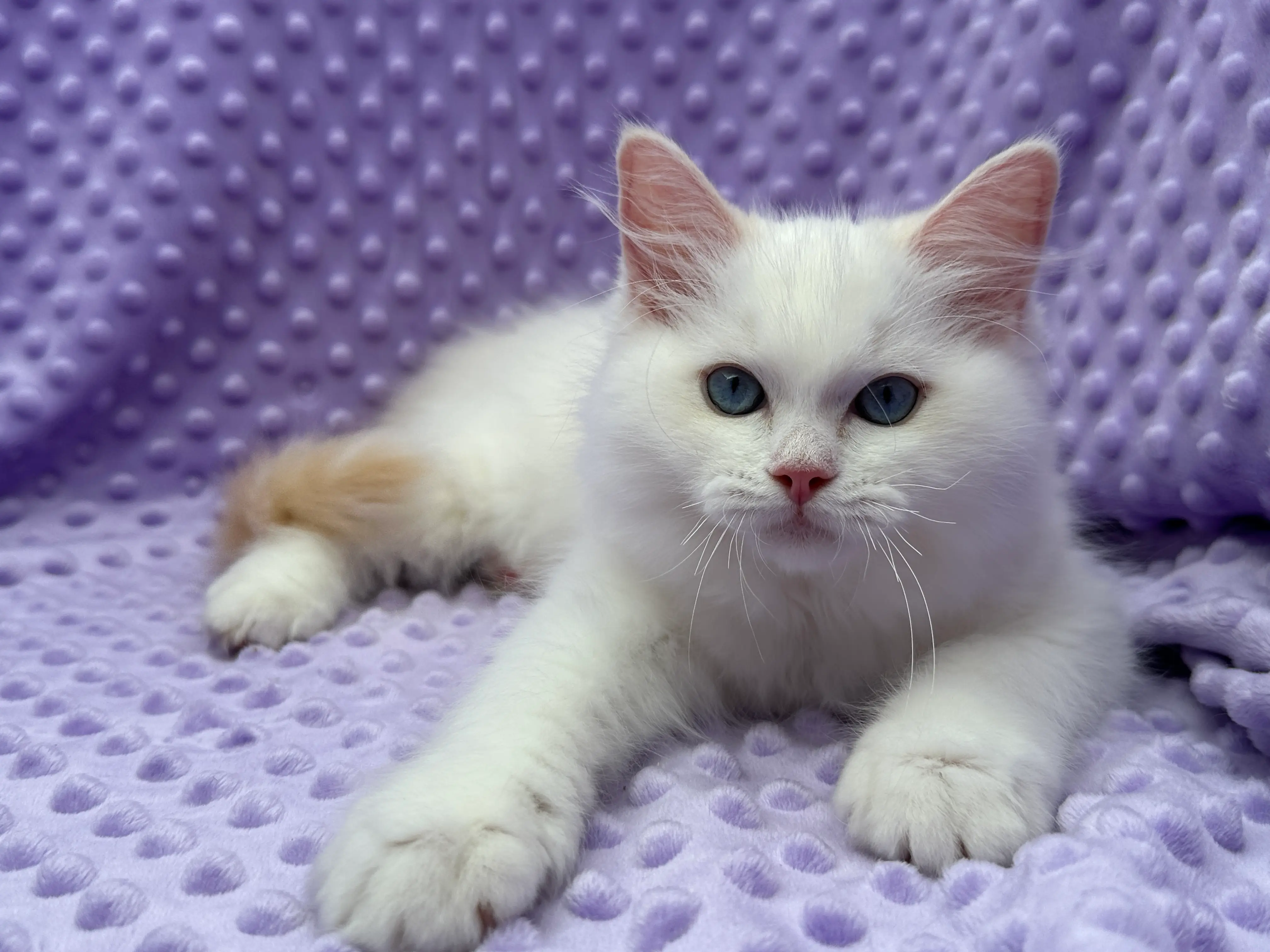 queens gallery image