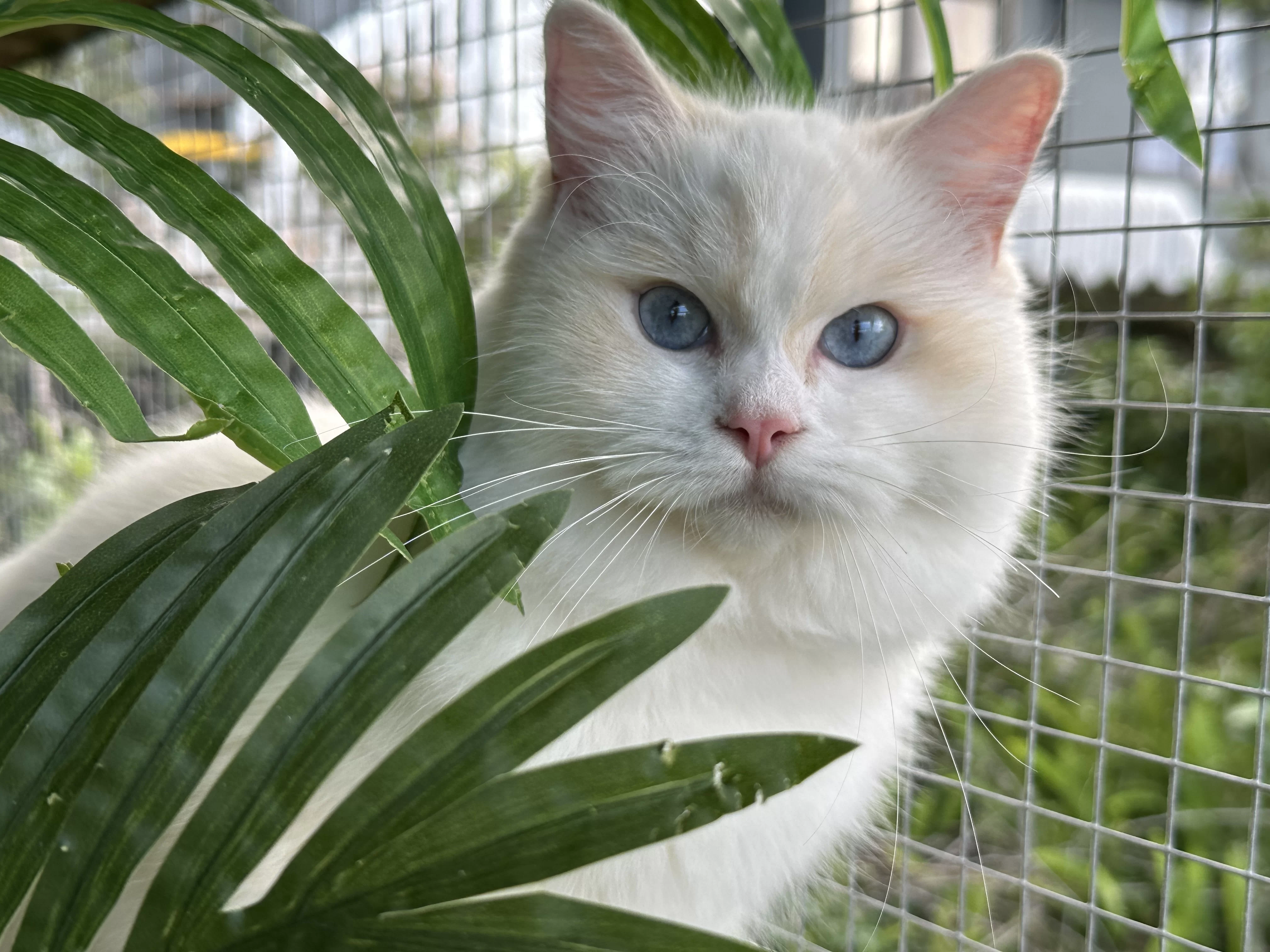 queens gallery image