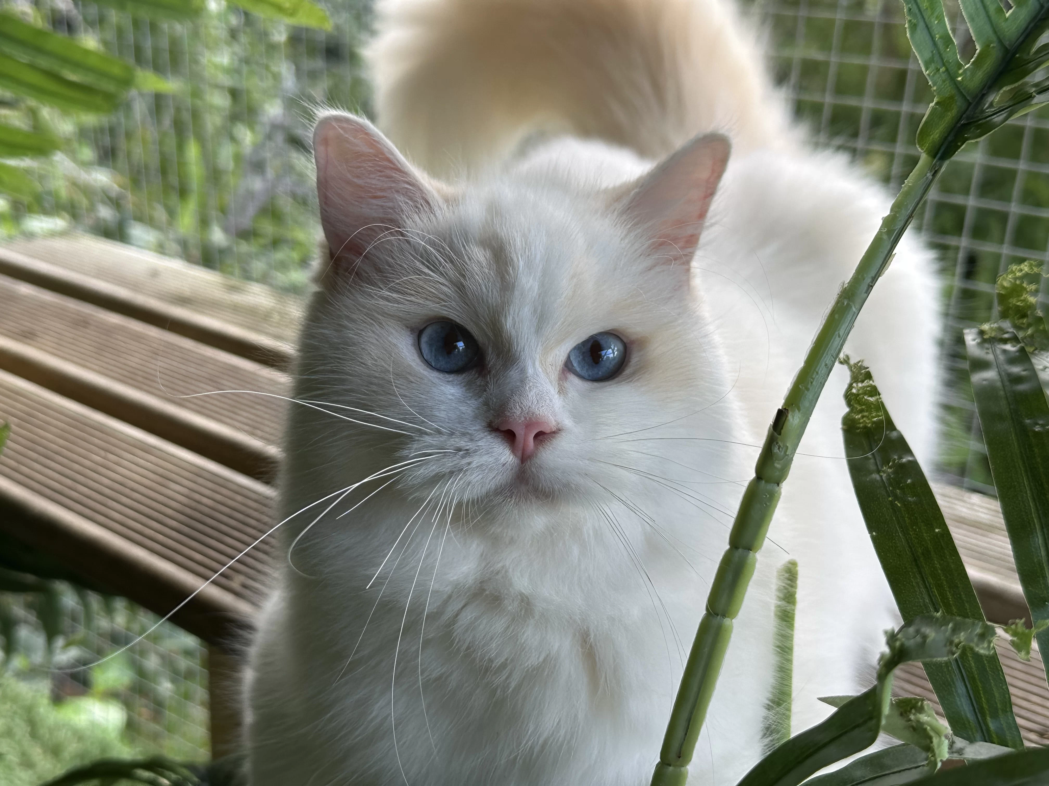 queens gallery image