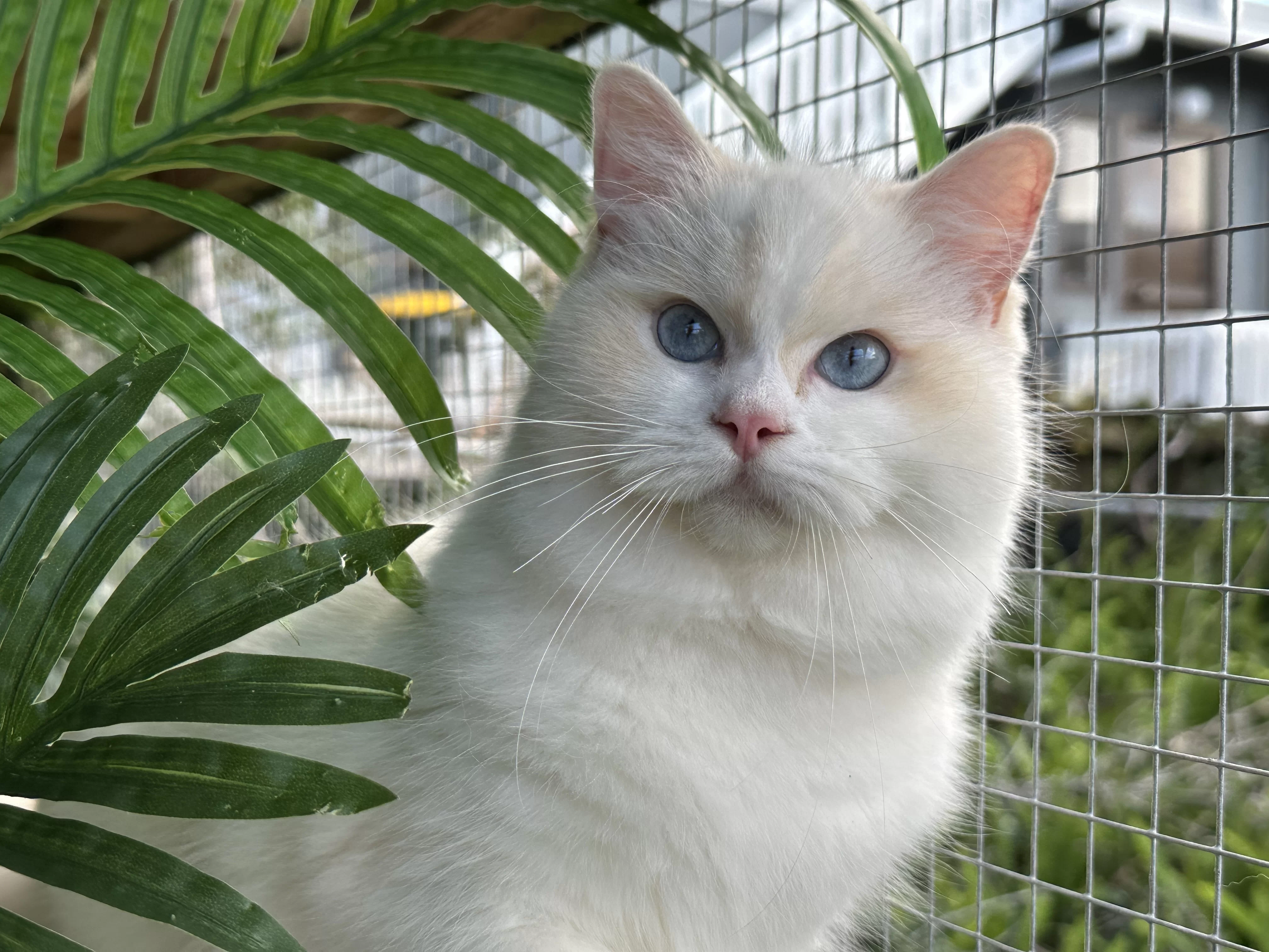 queens gallery image