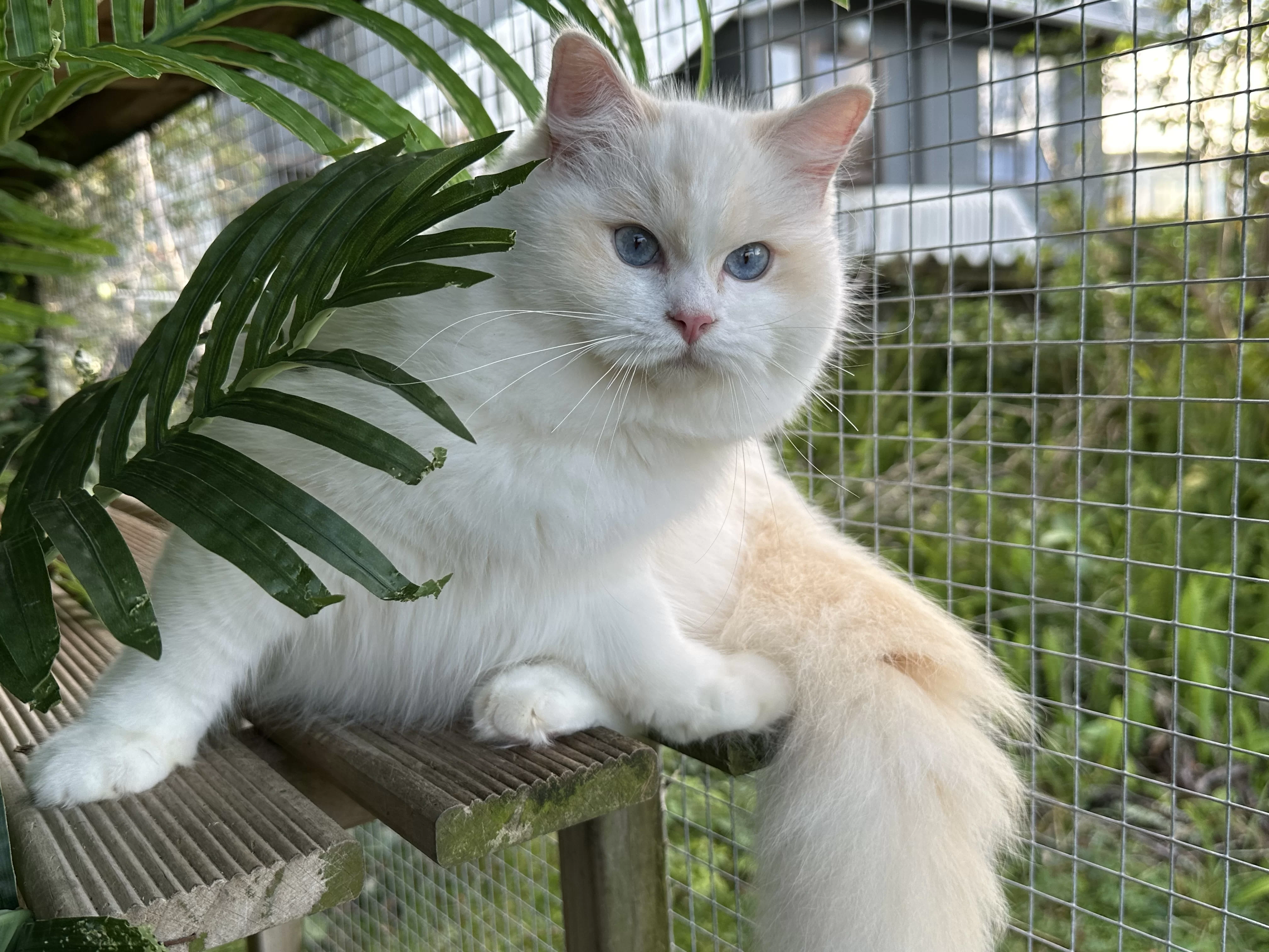 queens gallery image