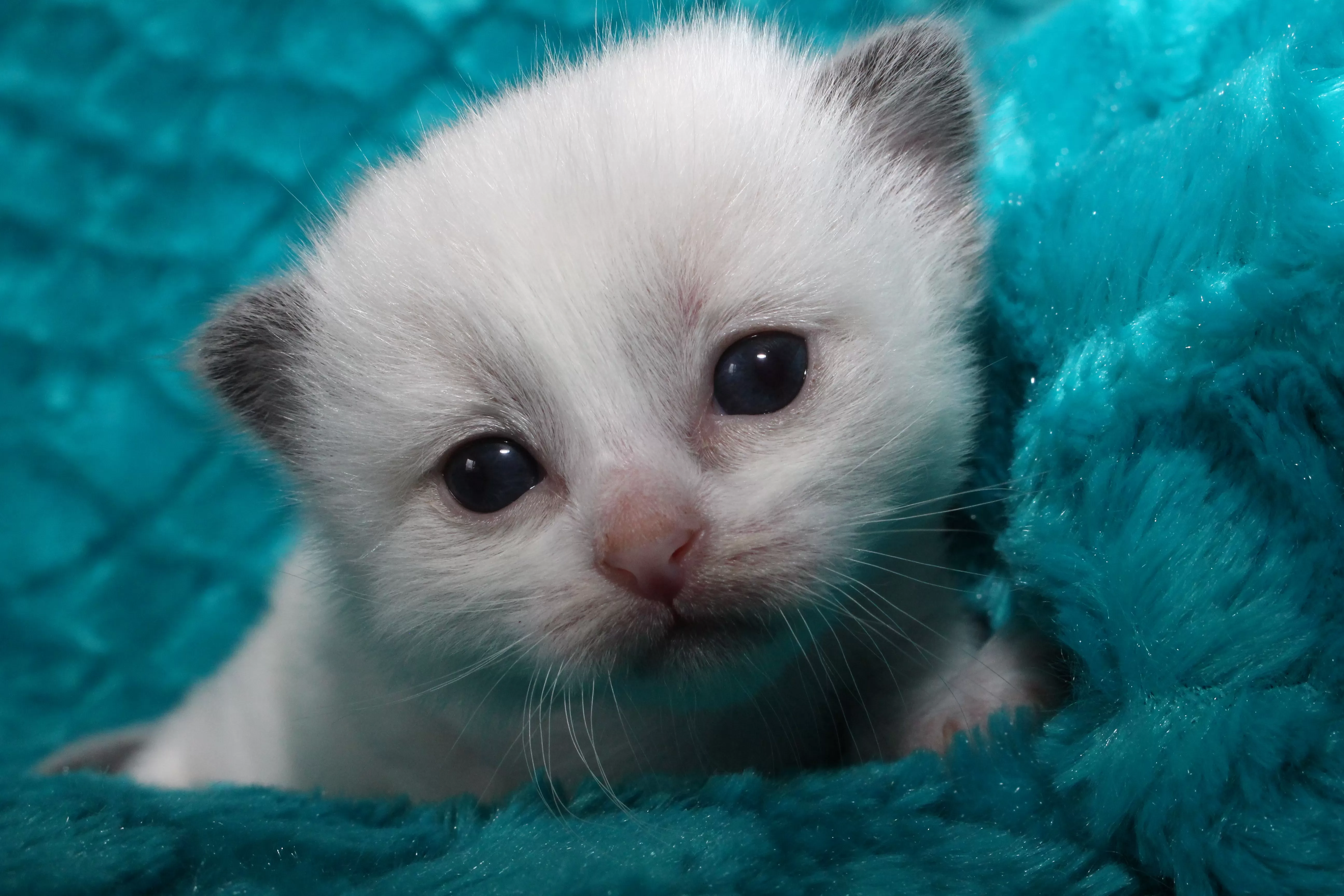 queens gallery image