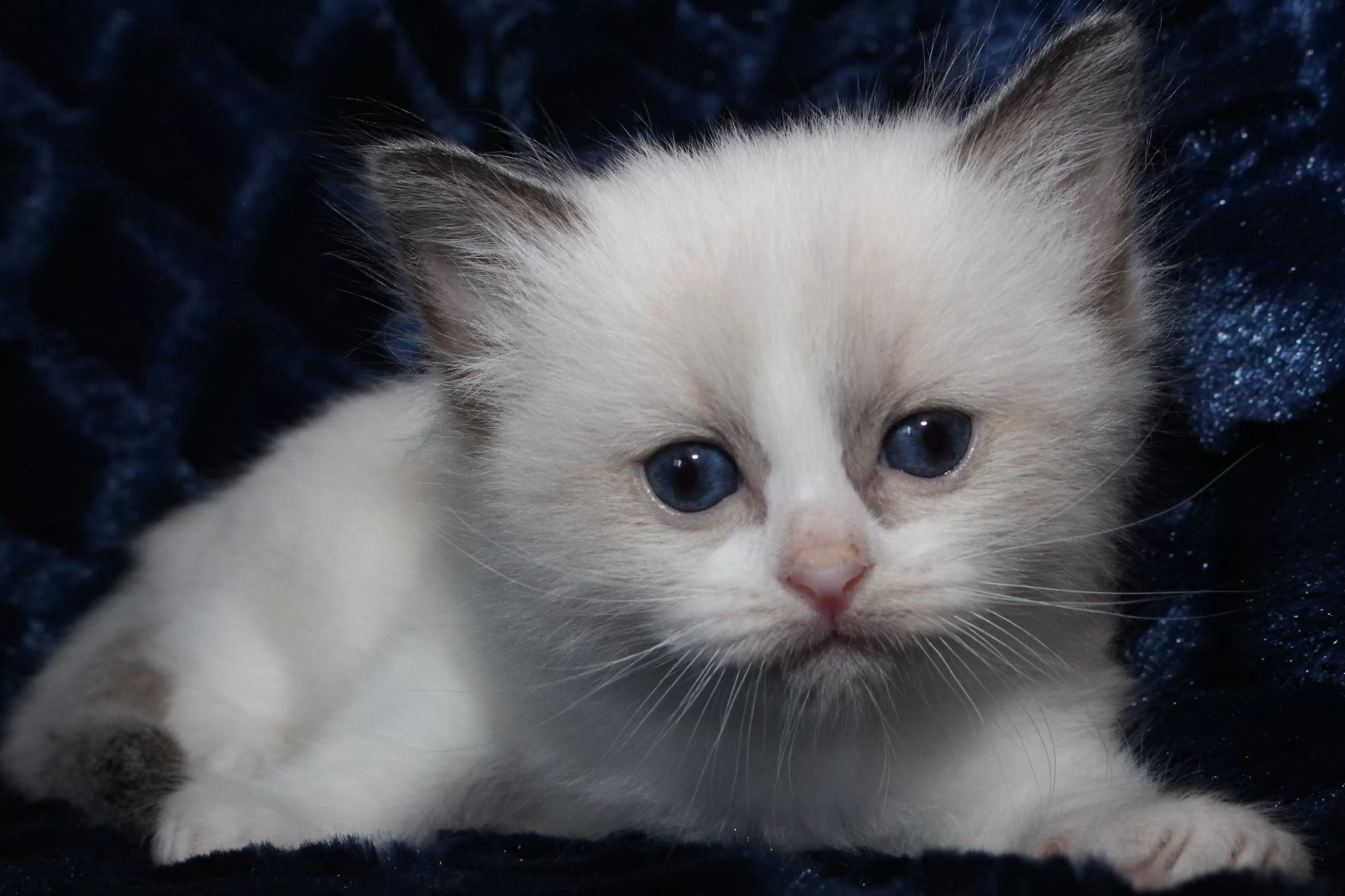 queens gallery image