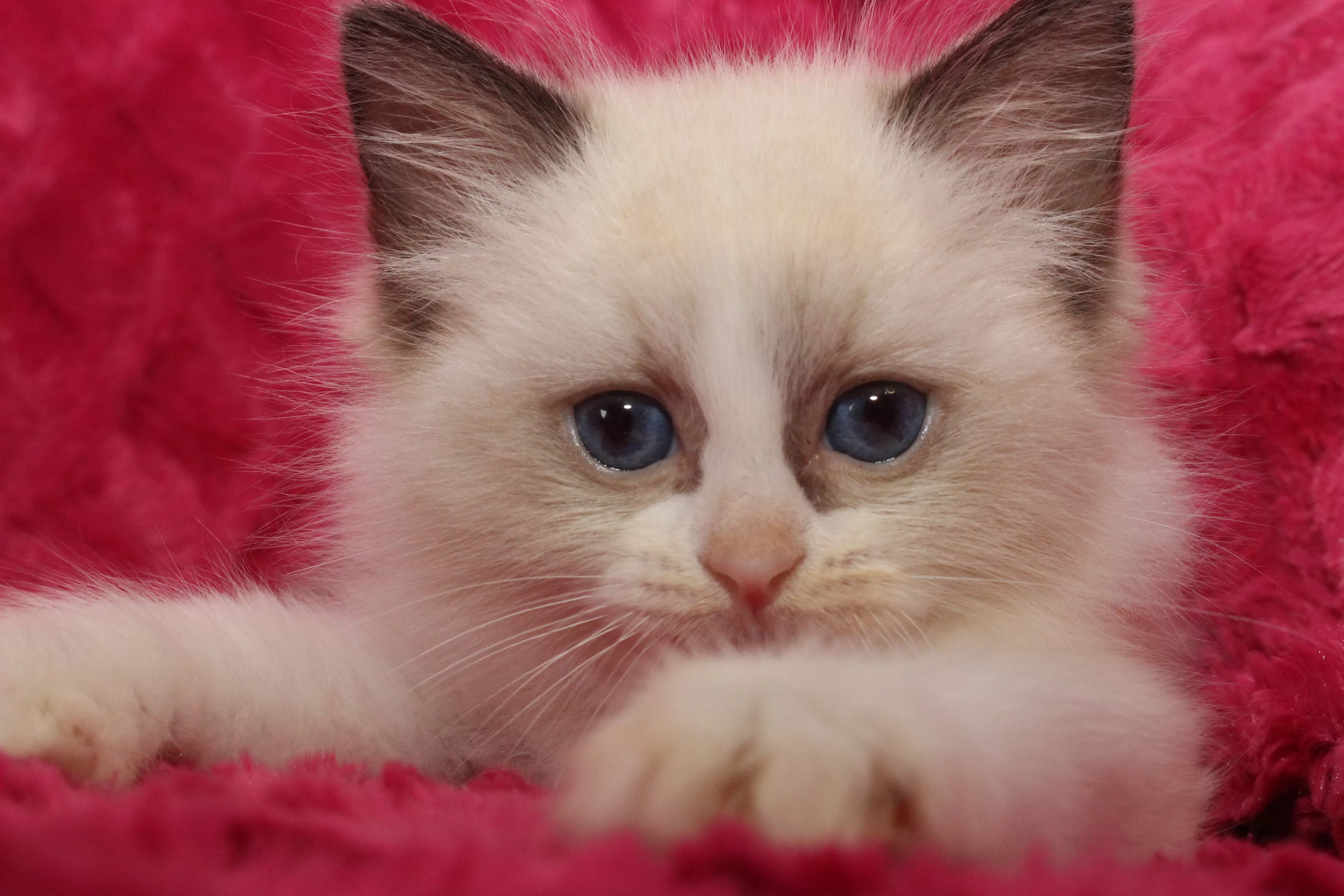 queens gallery image