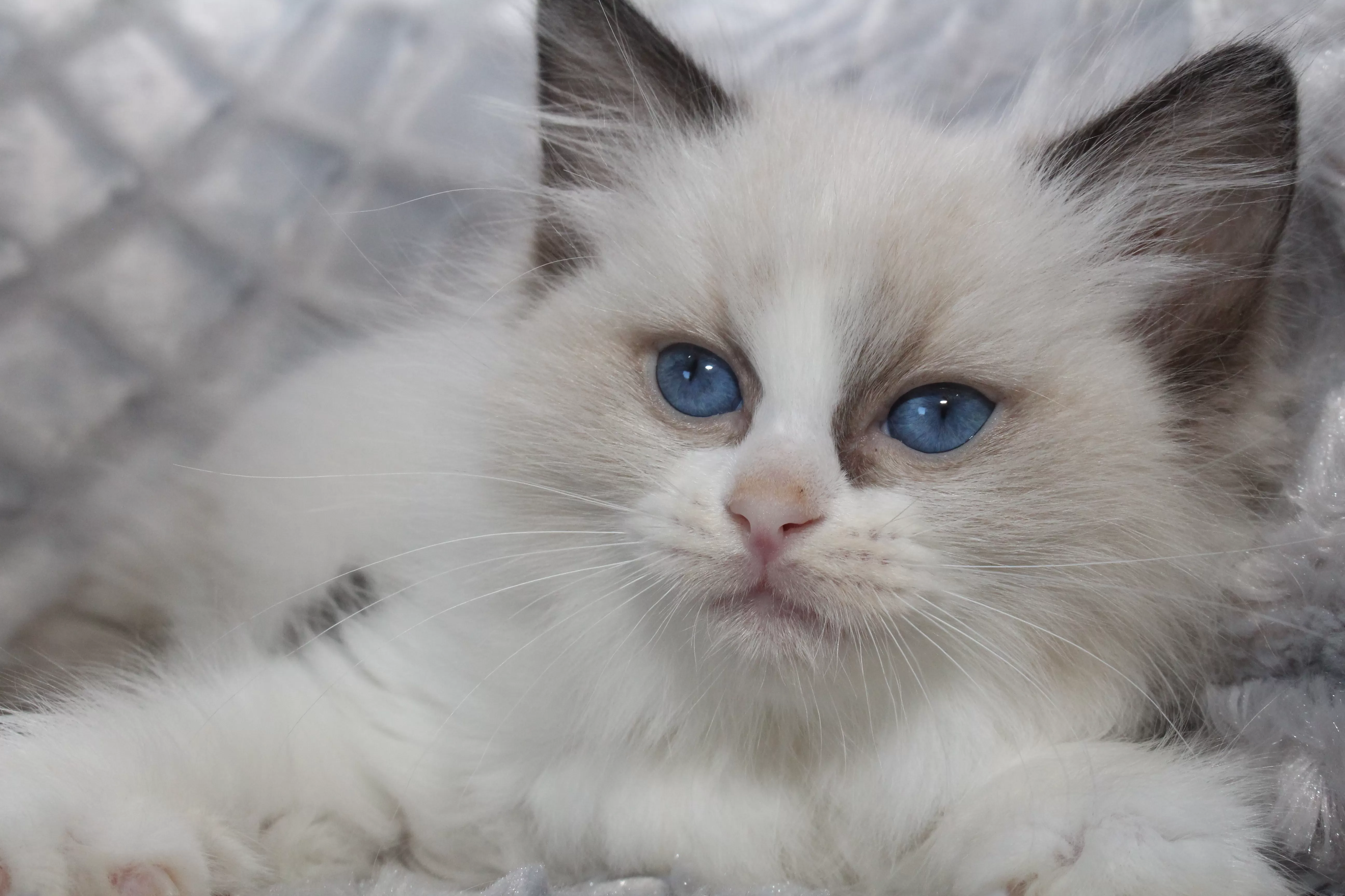 queens gallery image