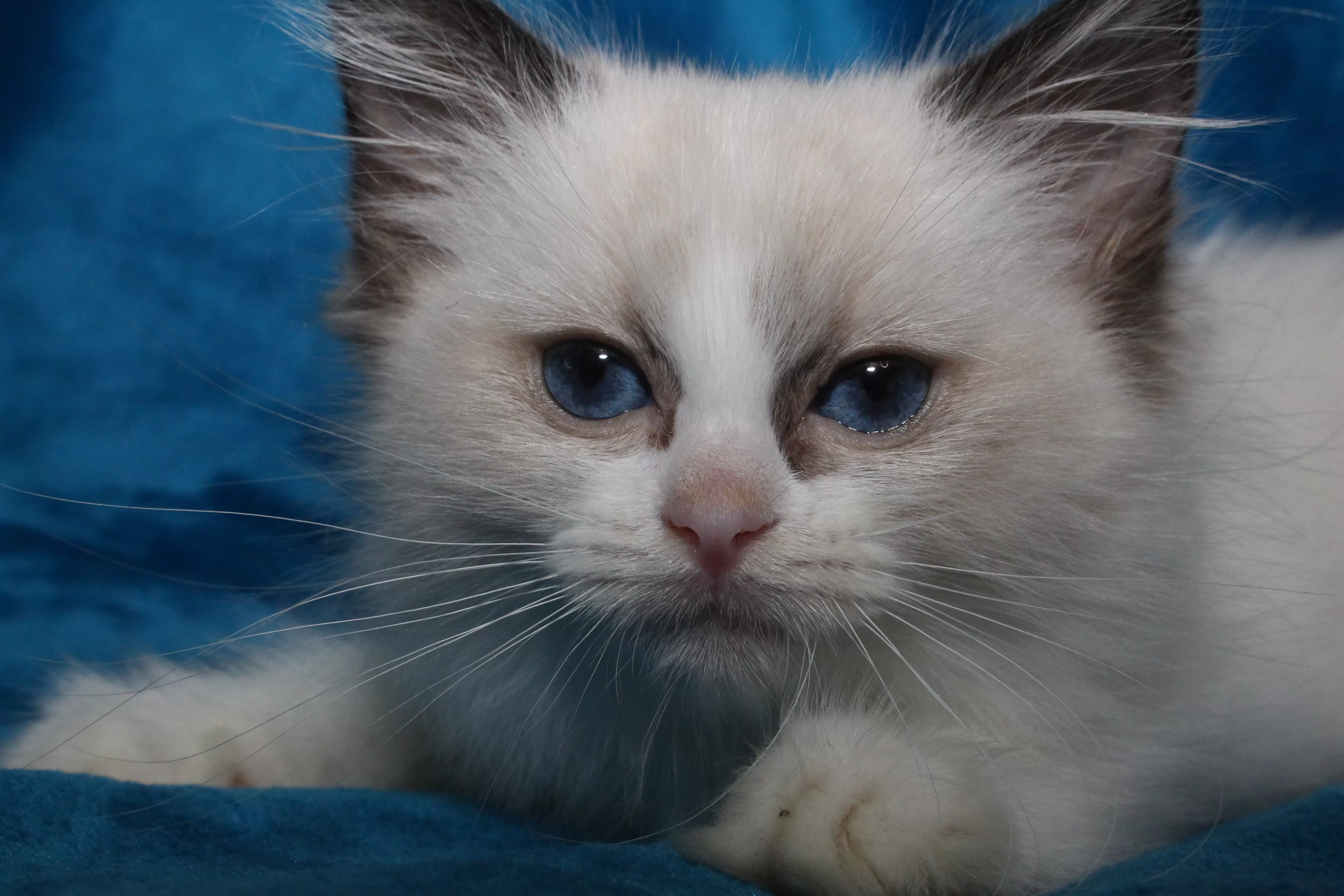 queens gallery image