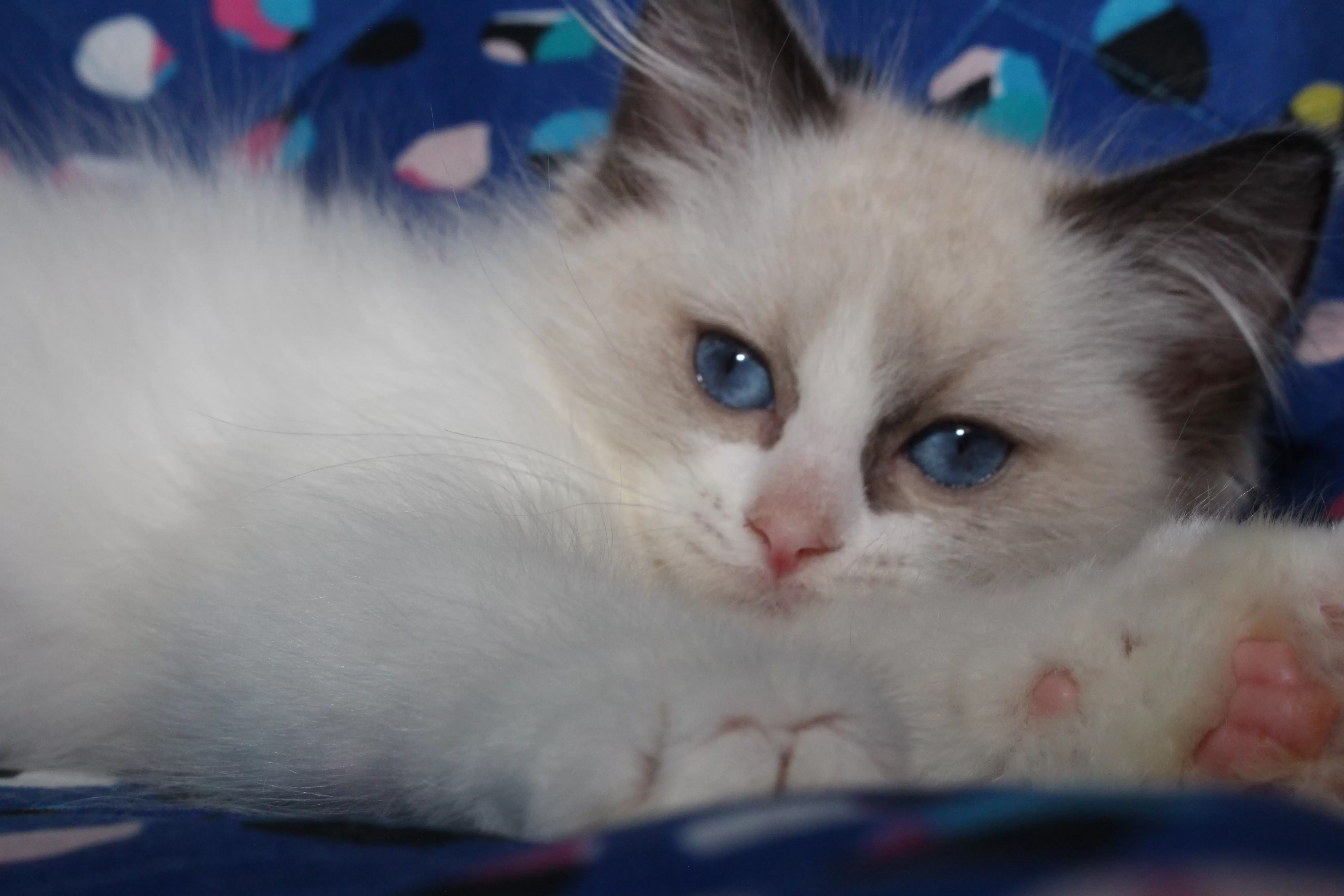 queens gallery image