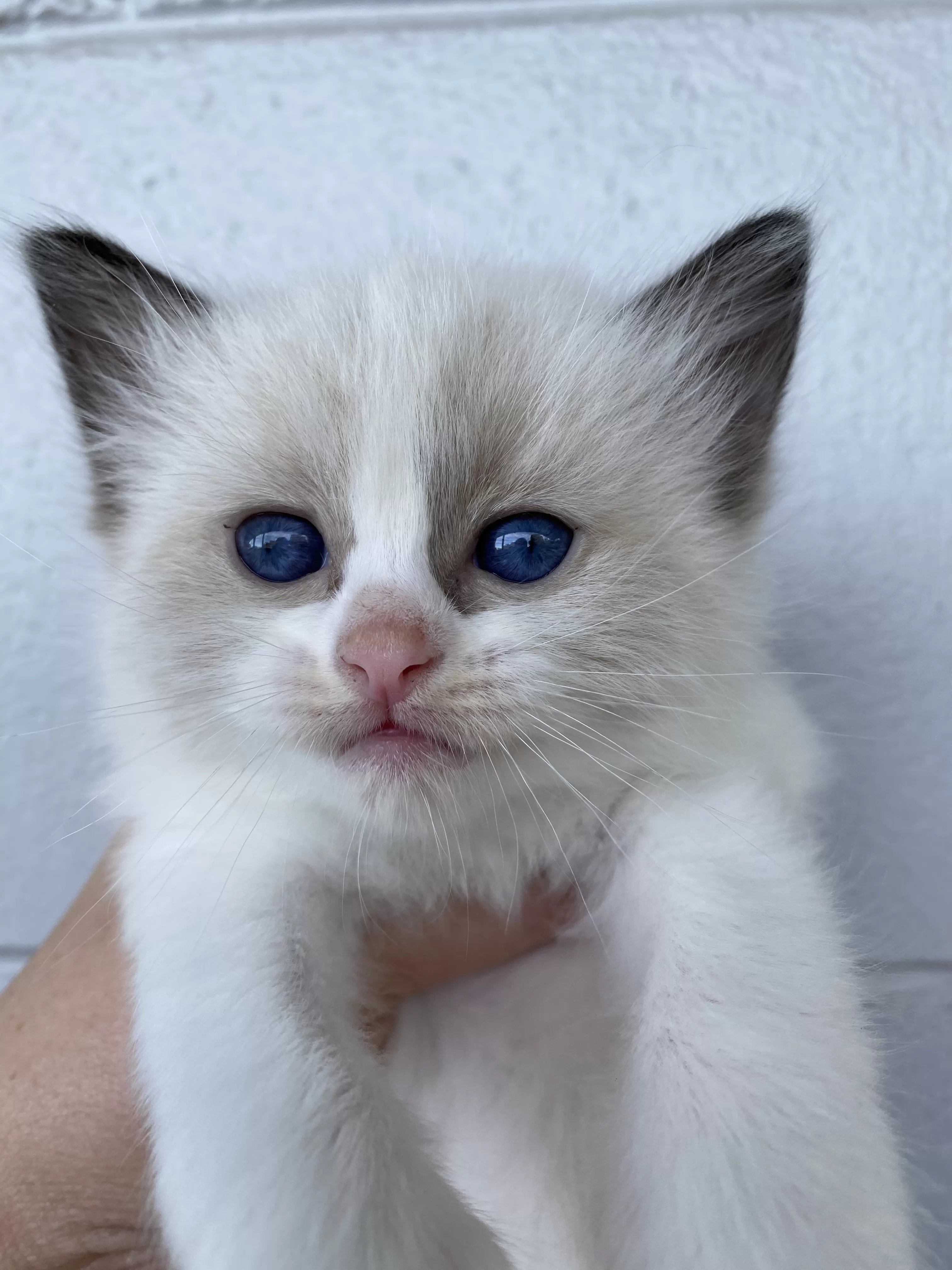 queens gallery image