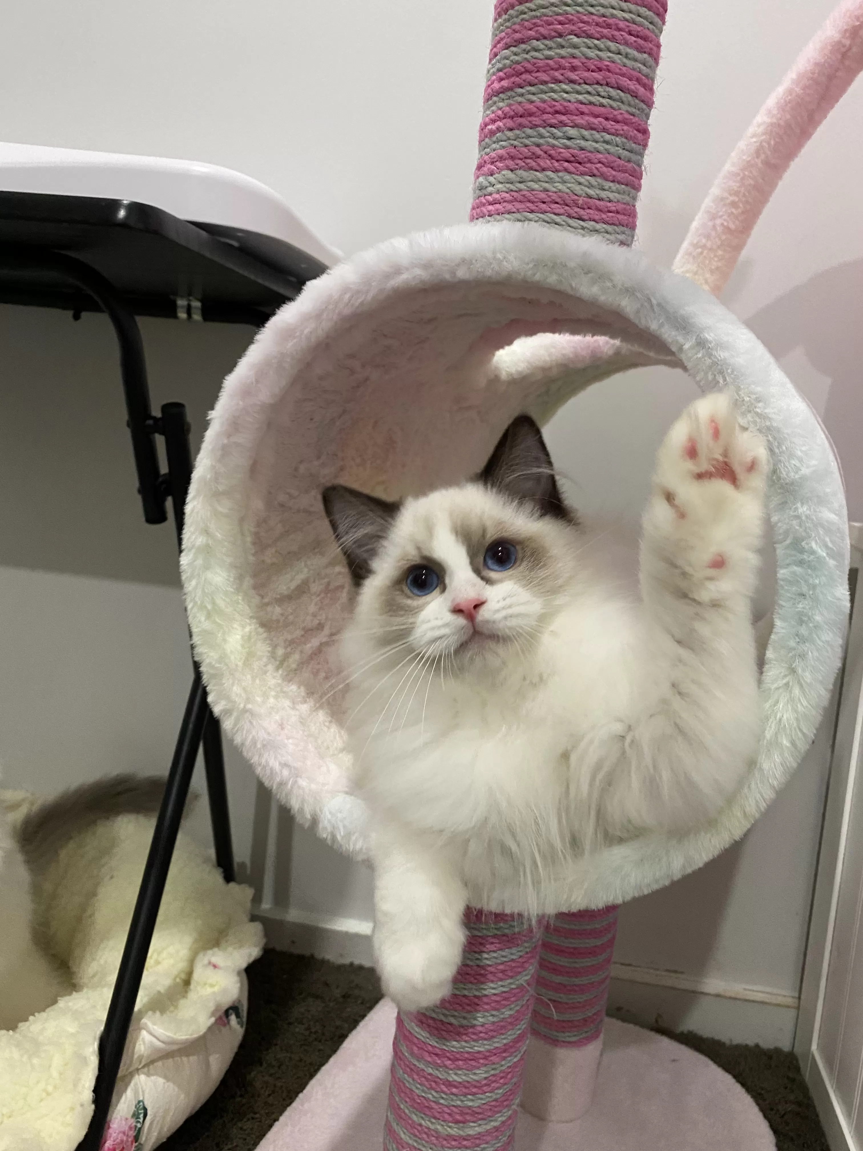 queens gallery image