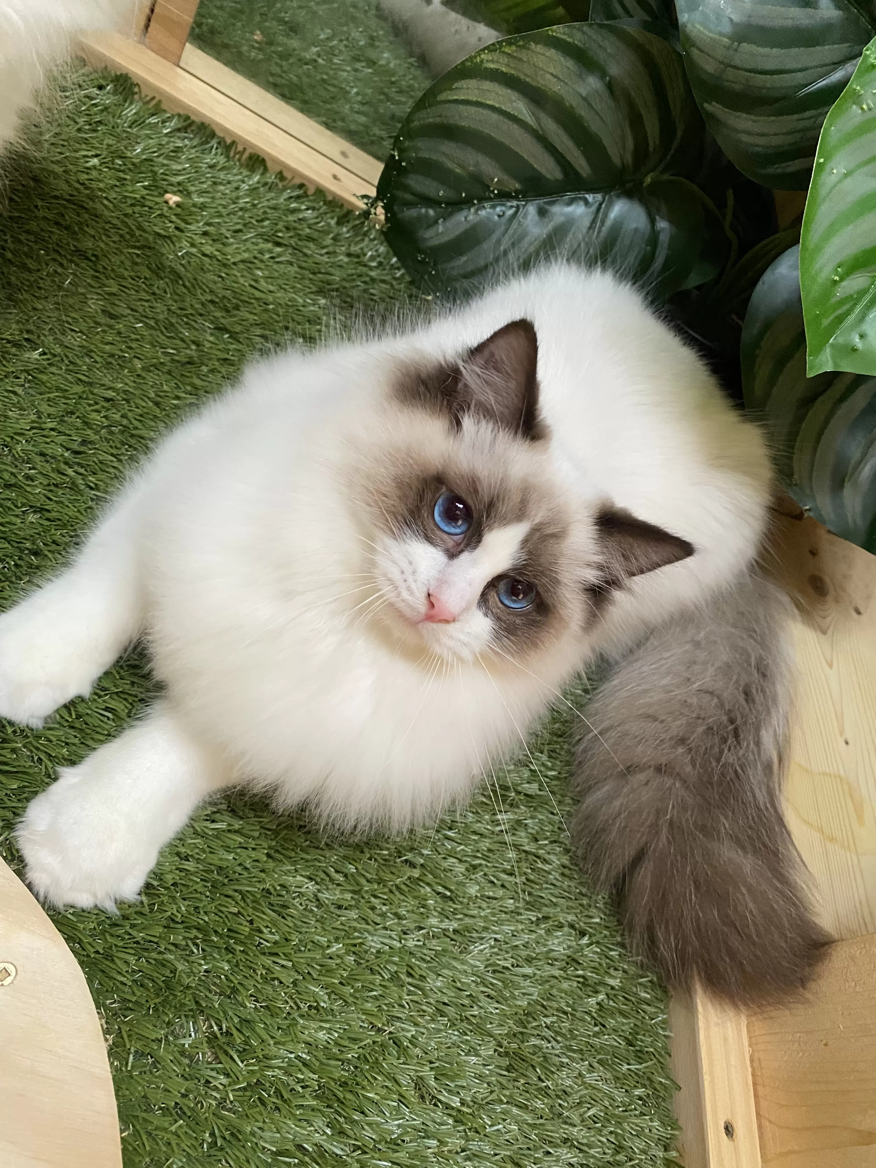 queens gallery image