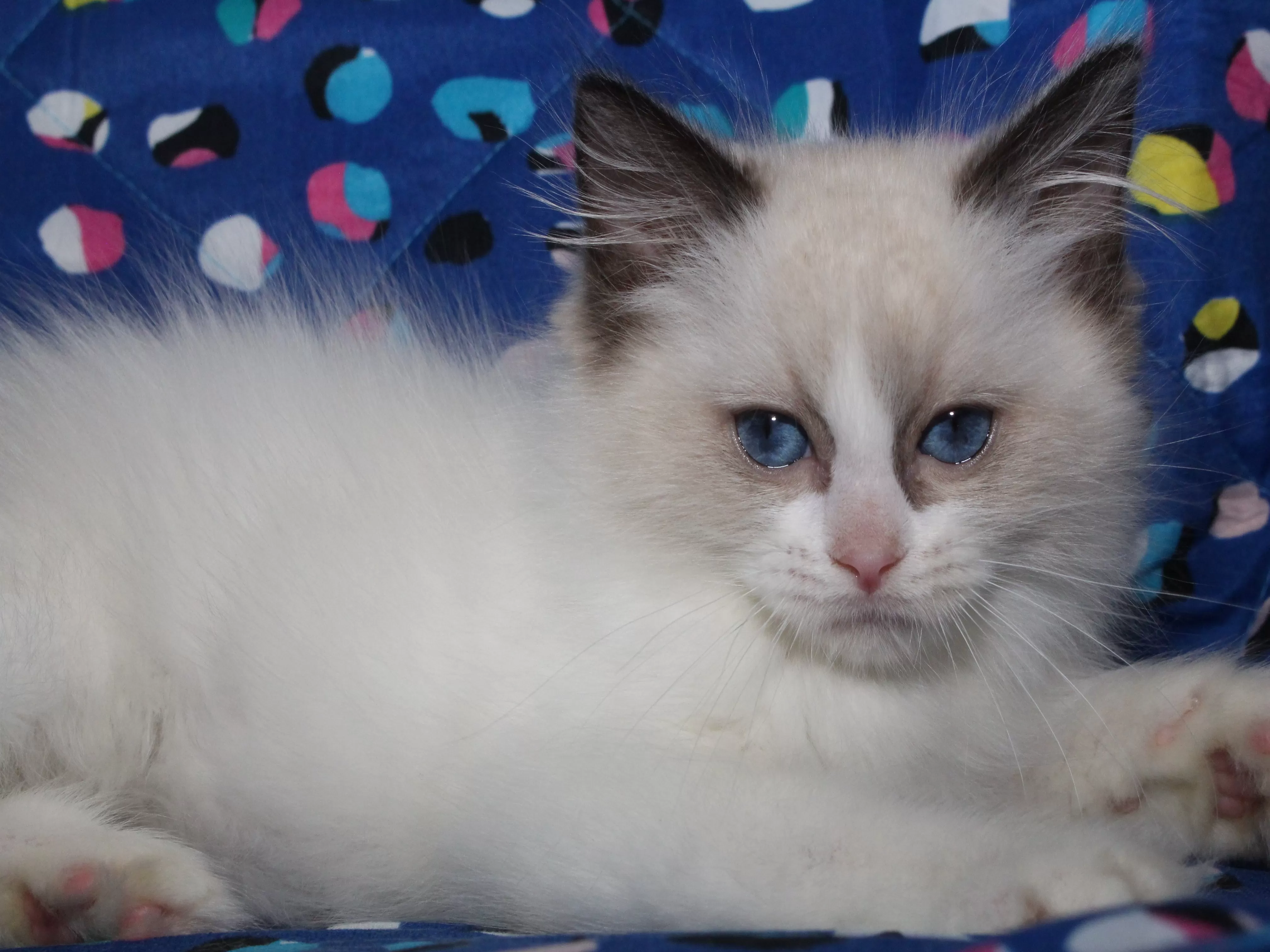 queens gallery image