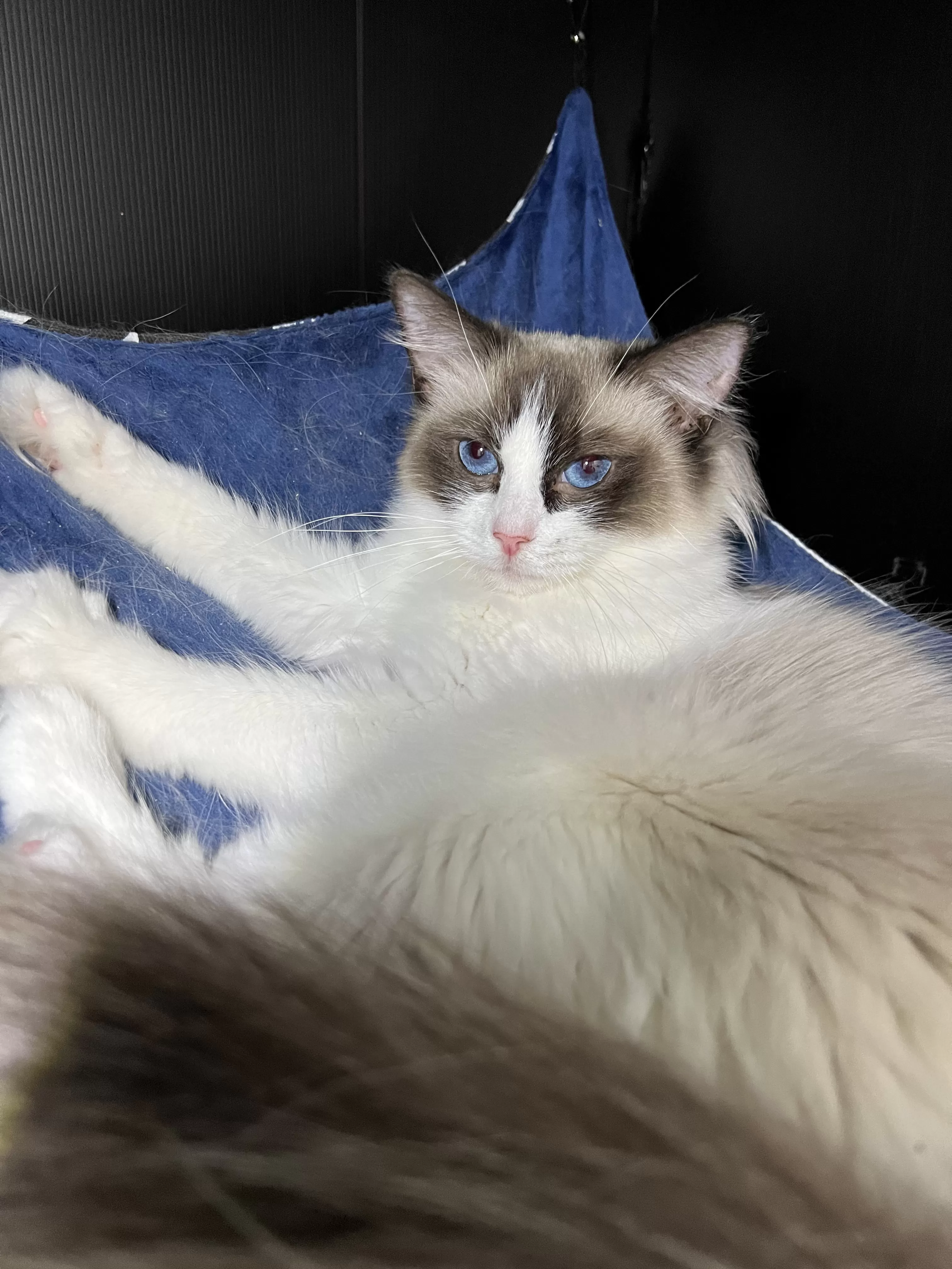 queens gallery image