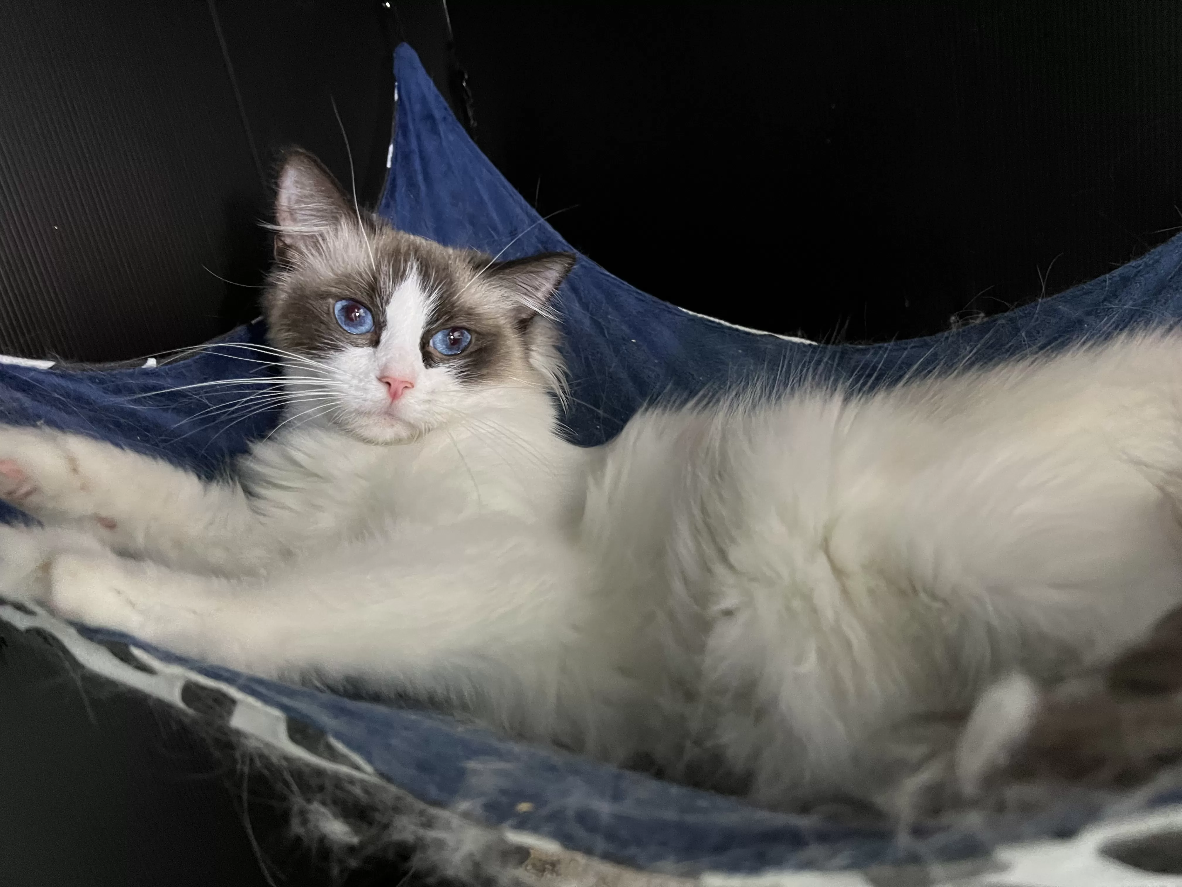 queens gallery image