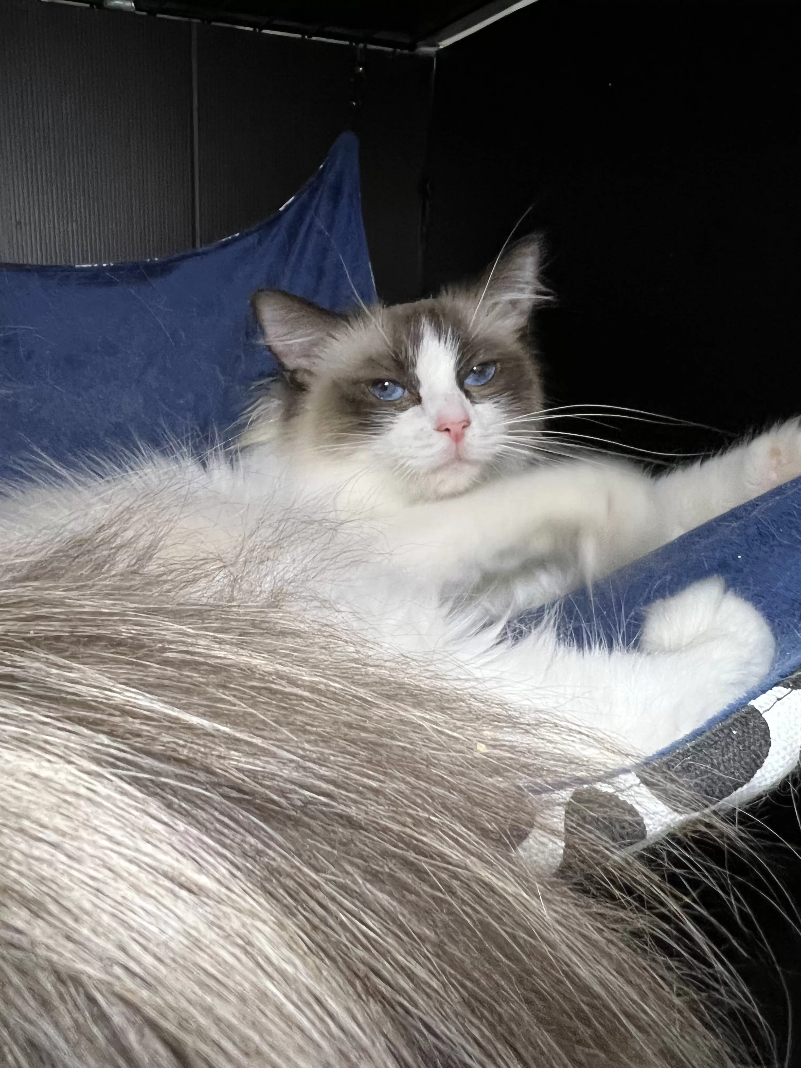 queens gallery image