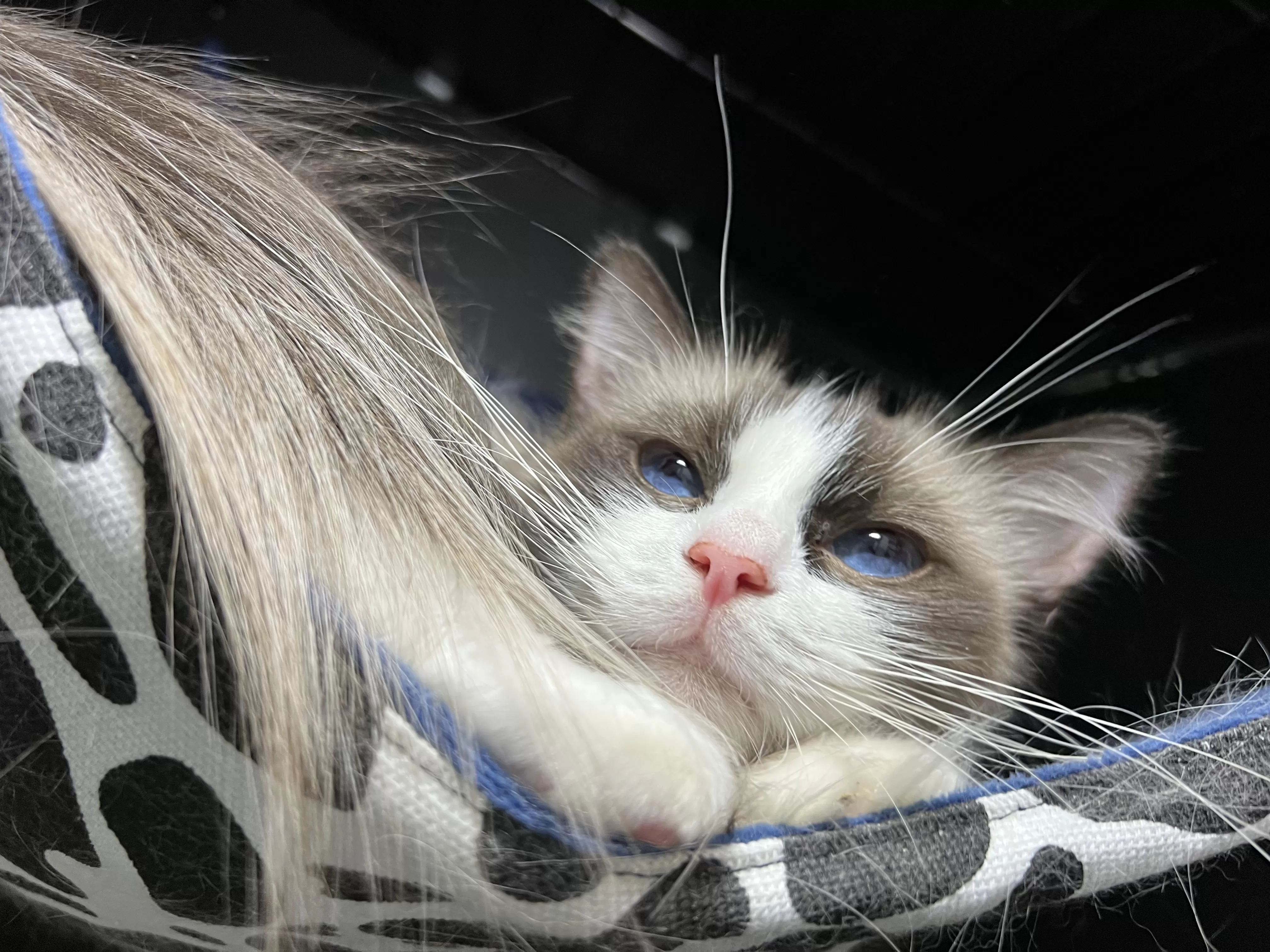 queens gallery image