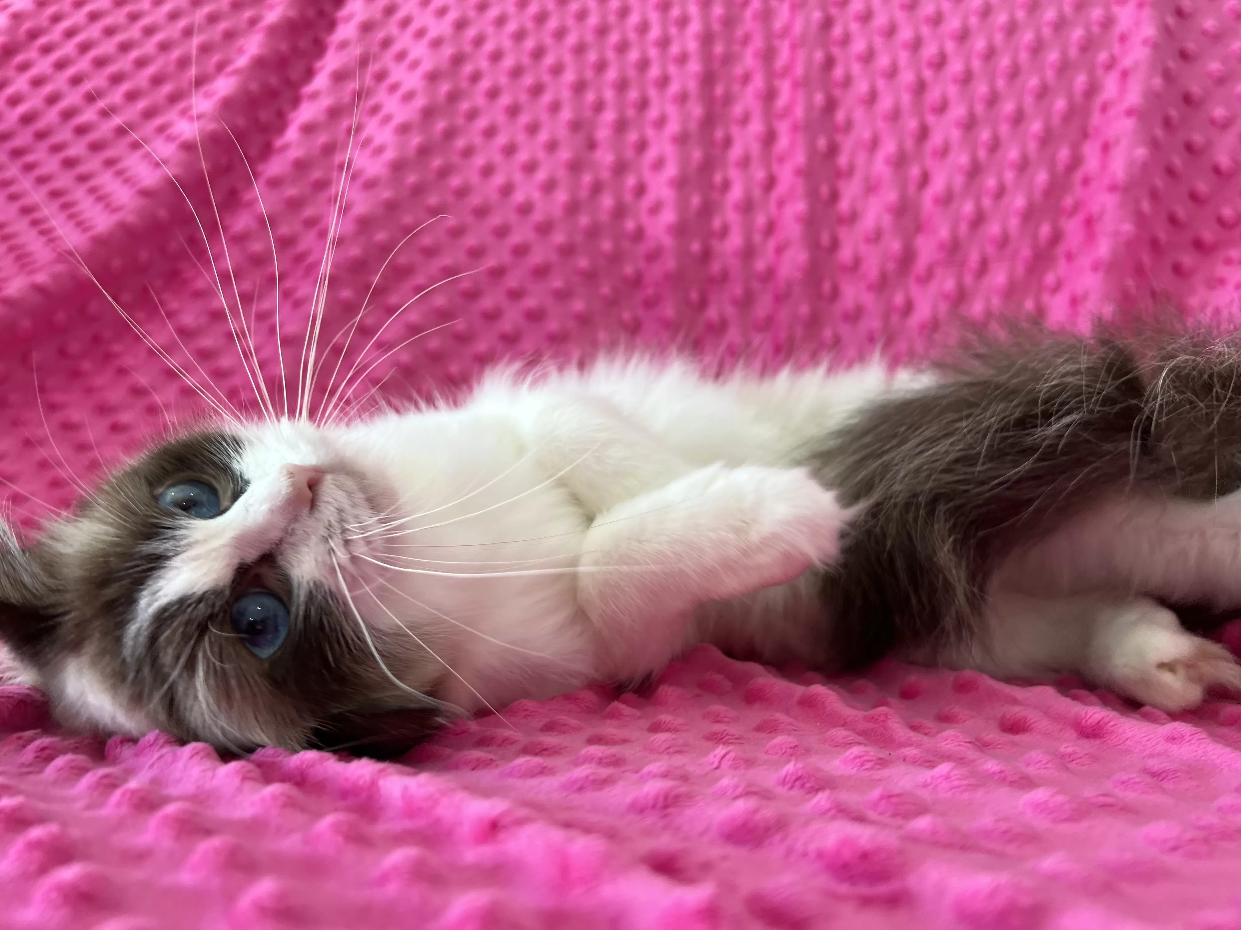 queens gallery image