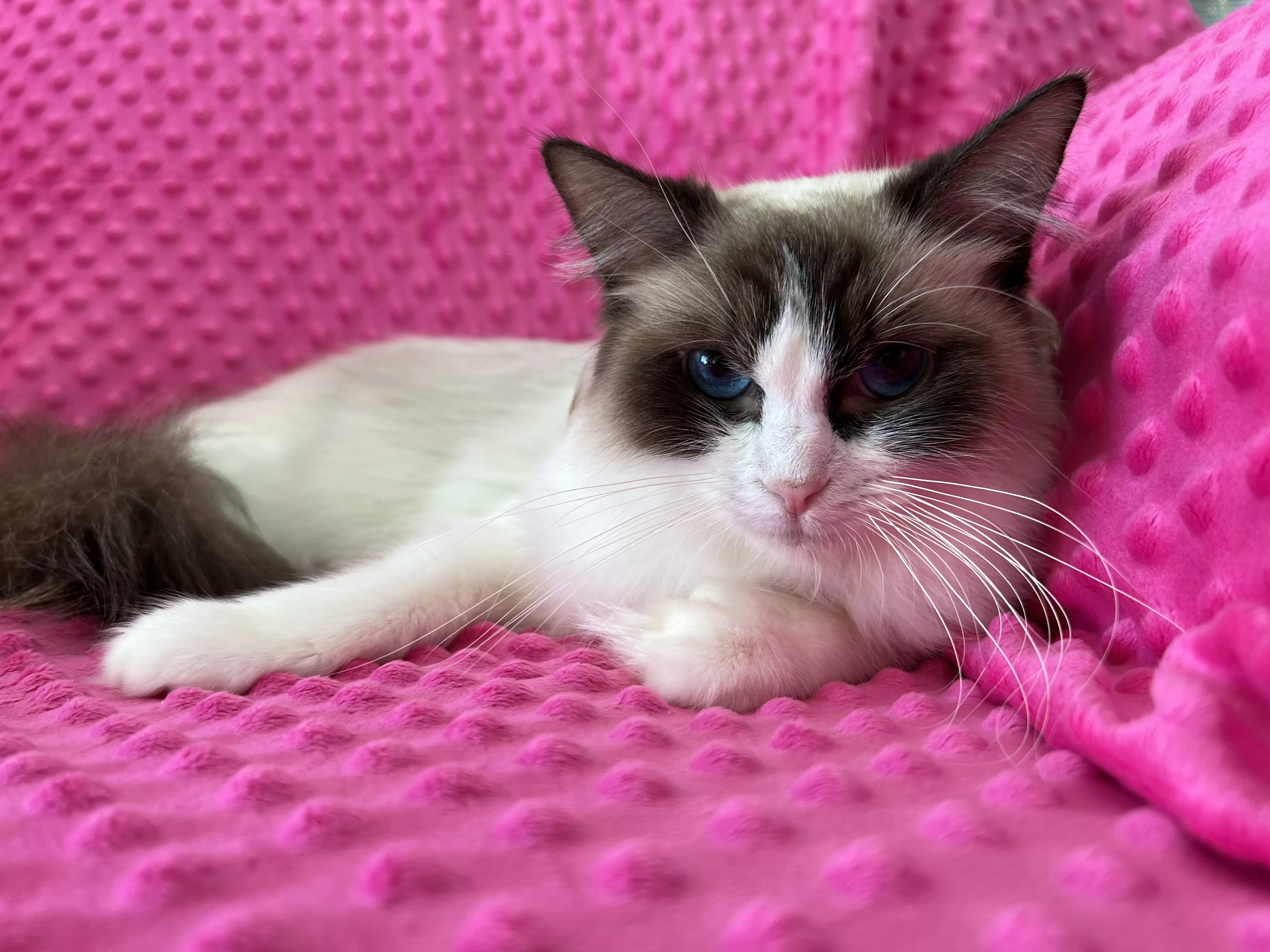 queens gallery image