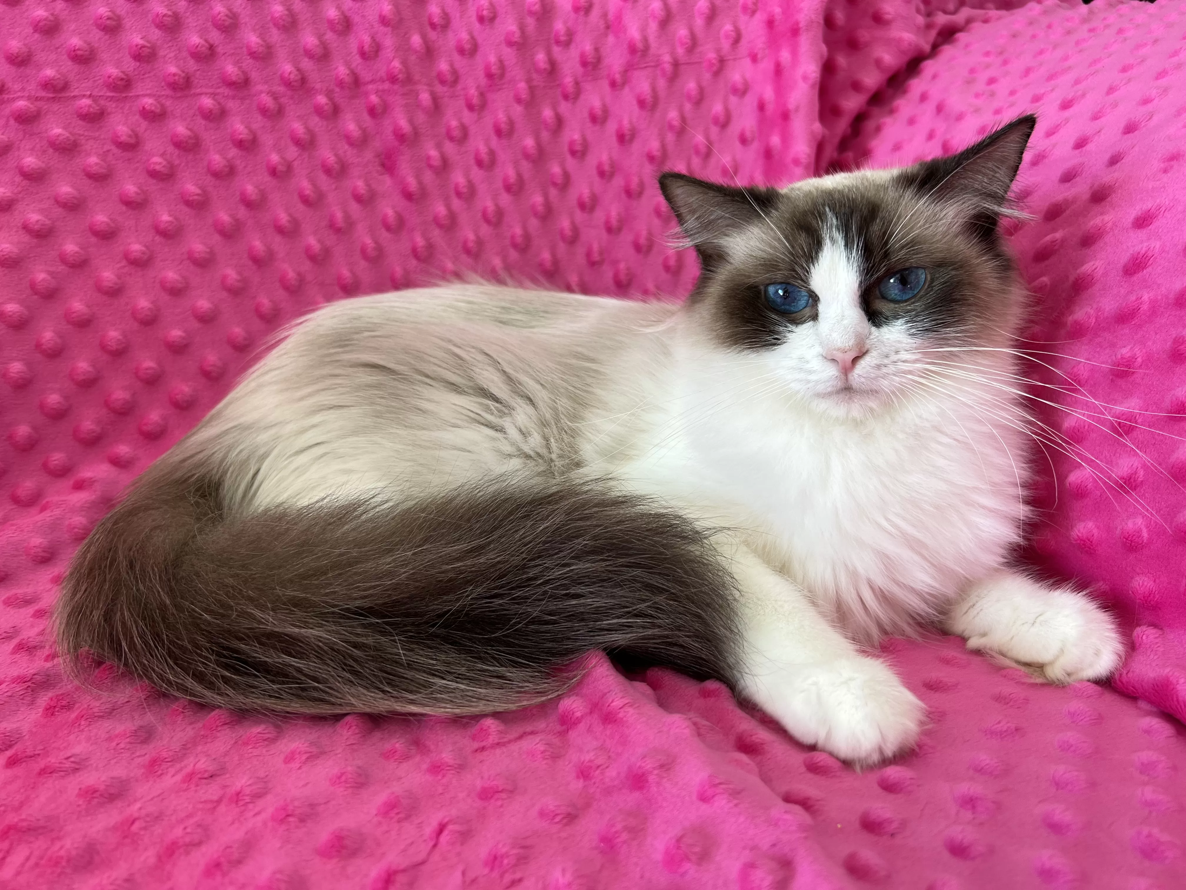 queens gallery image