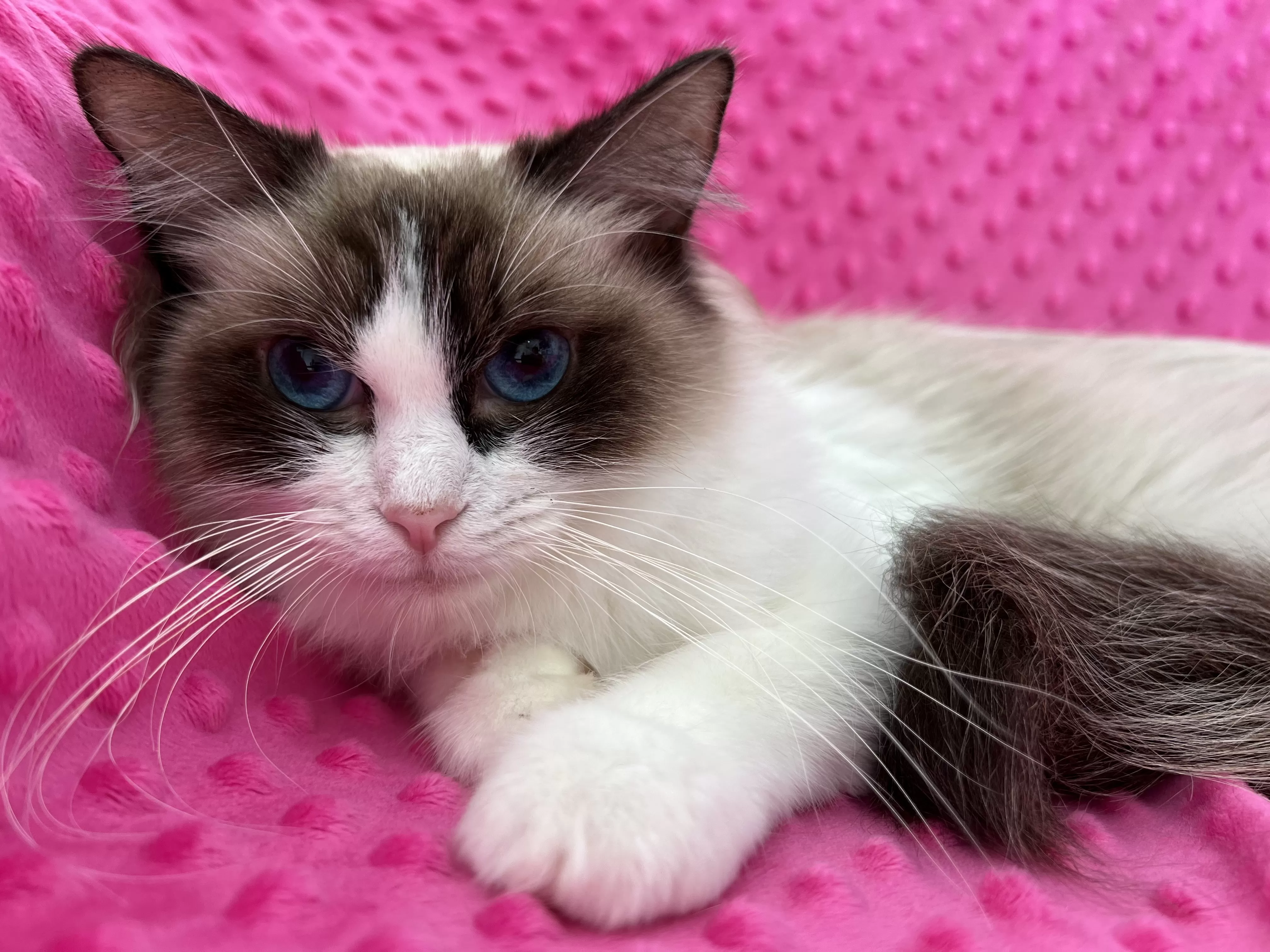 queens gallery image